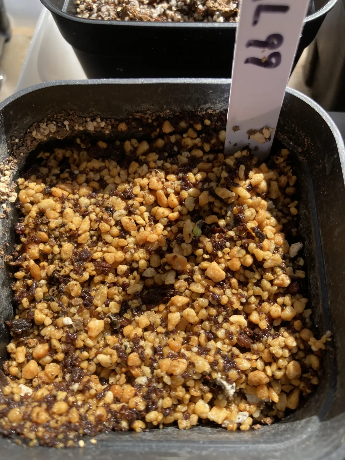 Aloe petricola (アロエ ペトリコーラ)