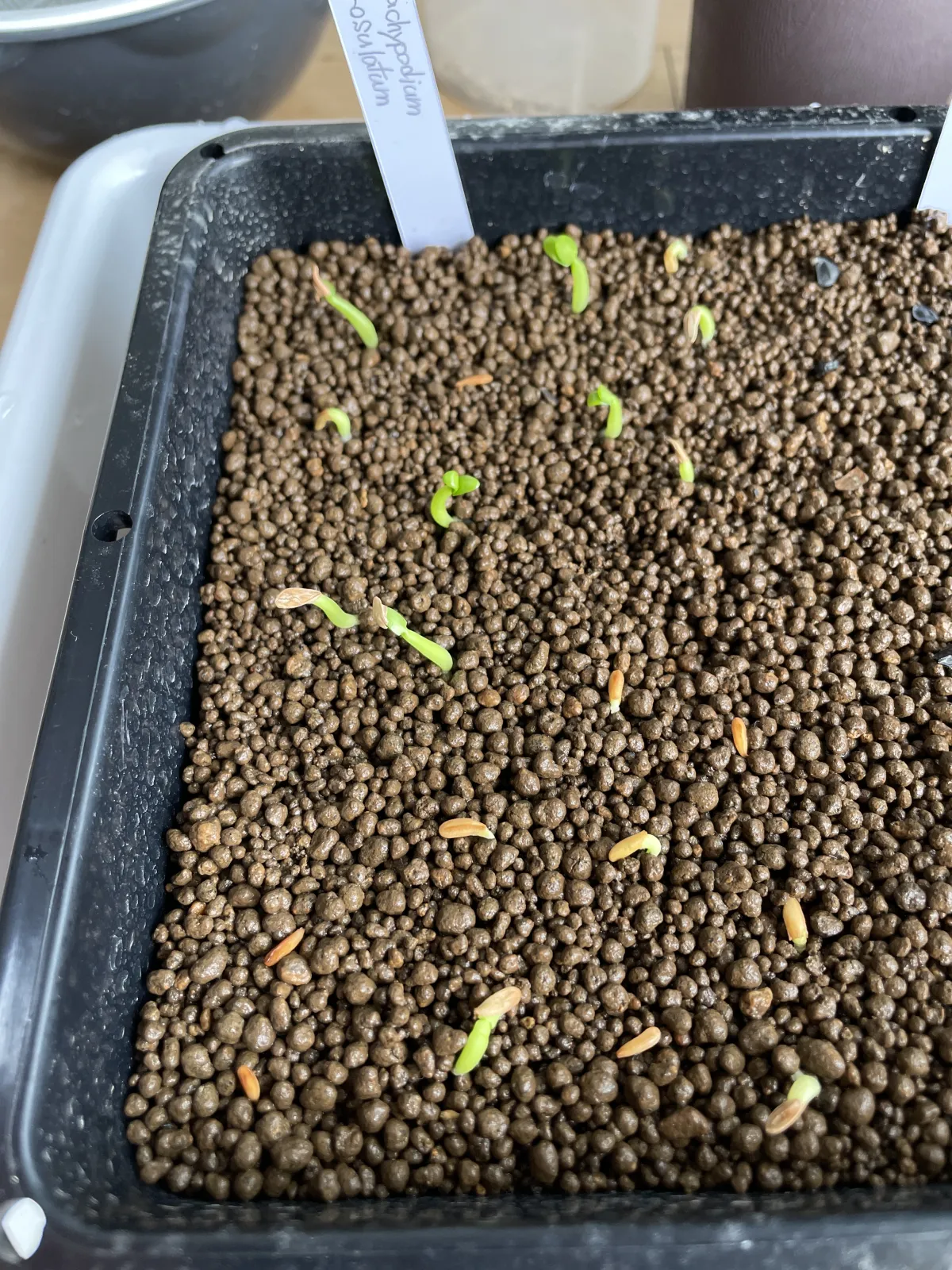 Pachypodium rosulatum (パキポディウム ロスラーツム)