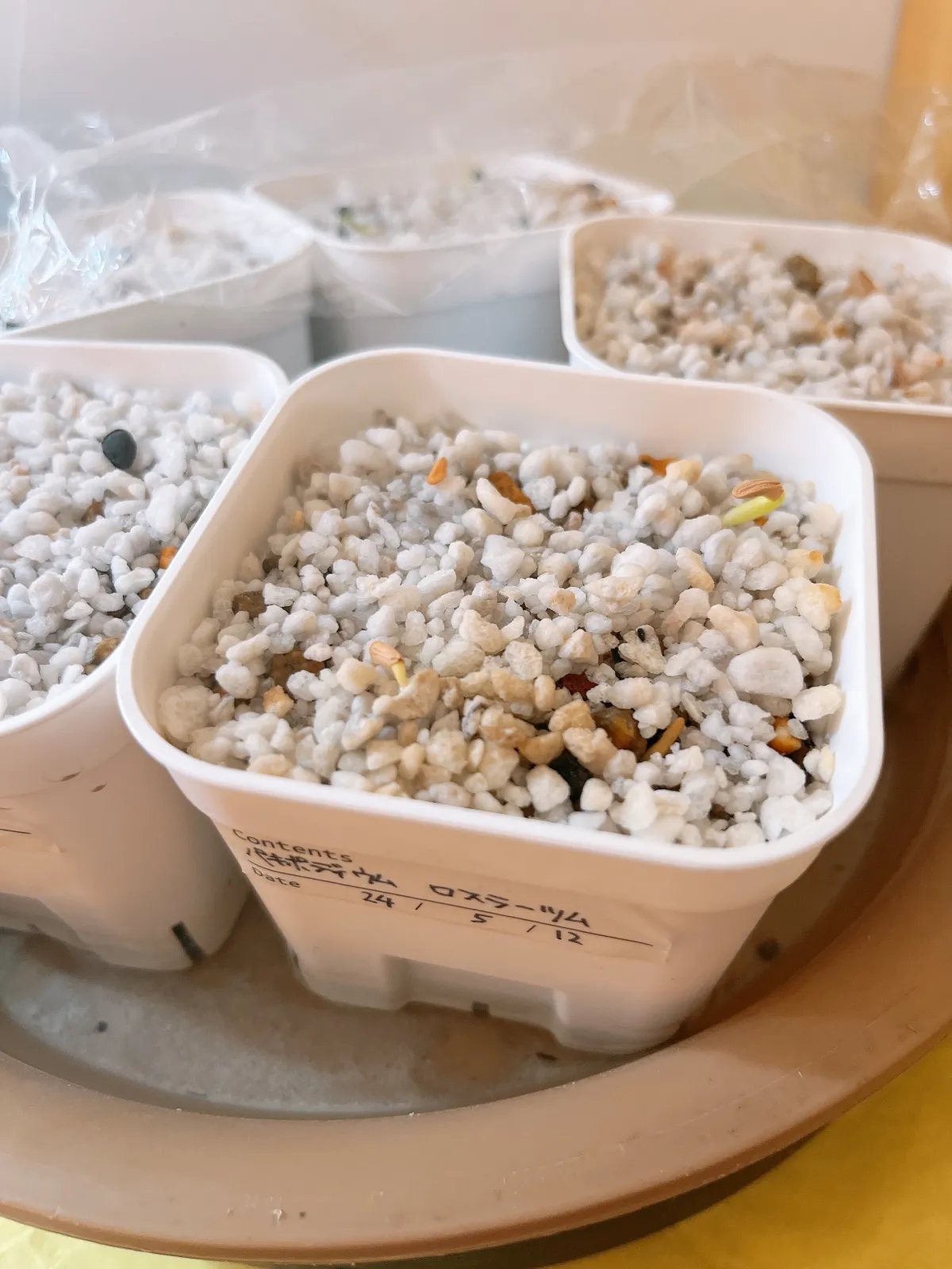 Pachypodium rosulatum (パキポディウム ロスラーツム)