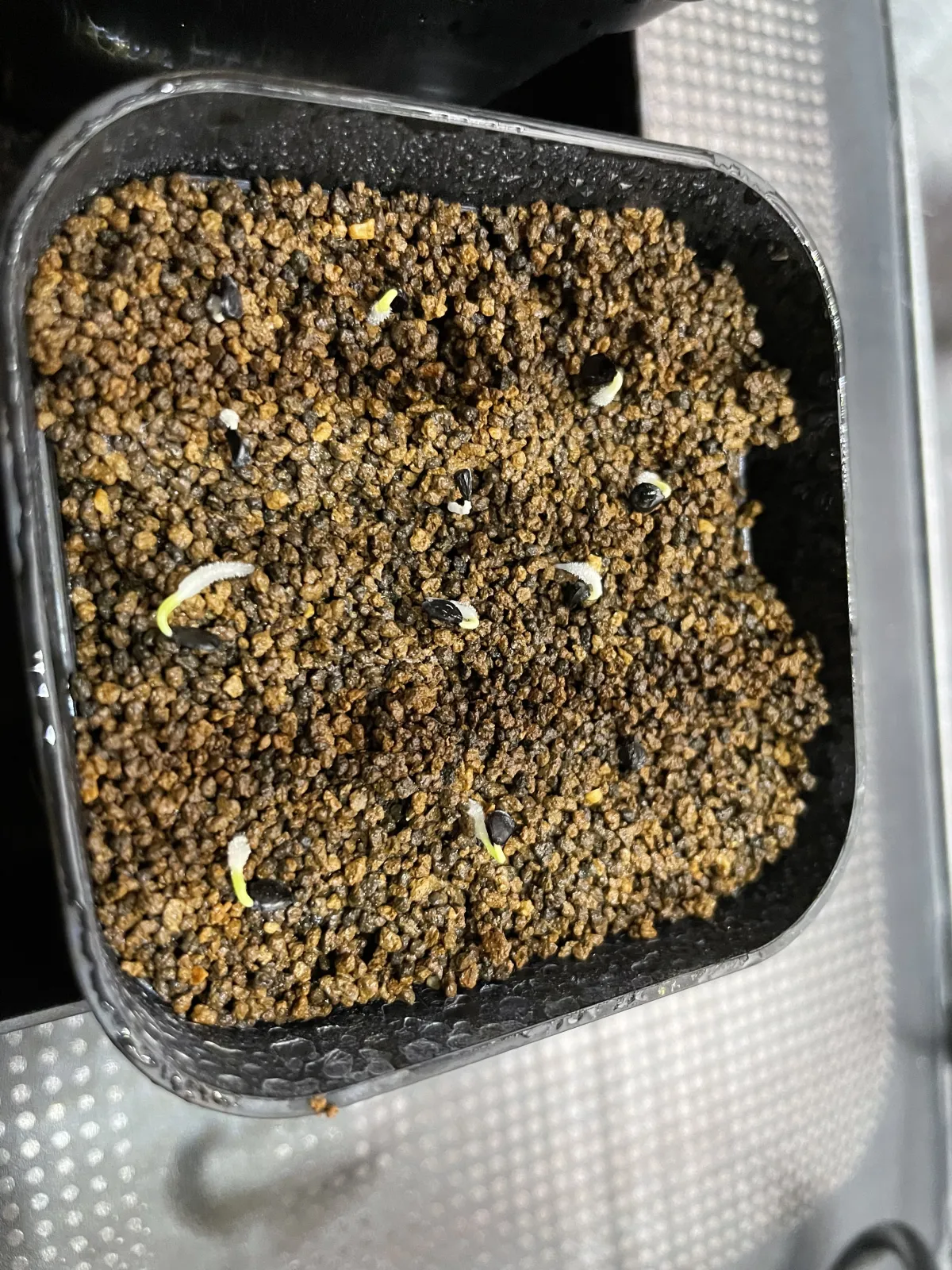 Agave utahensis var. eborispina 'Corkscrew' (アガベ ユタエンシスコークスクリュー)