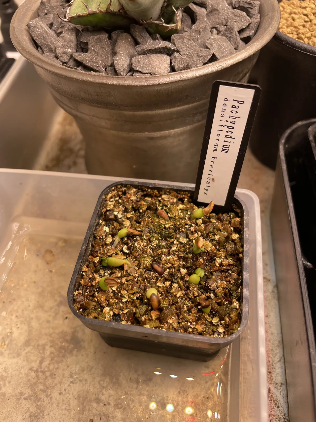 Pachypodium densiflorum var. brevicalyx (パキポディウム ブレビカリックス)