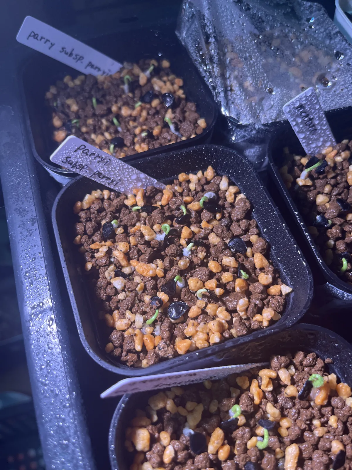 Agave parryi subsp. parryi (アガベ パリー)