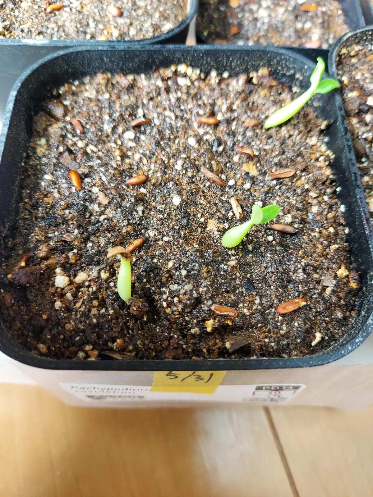 Pachypodium rosulatum (パキポディウム ロスラーツム)