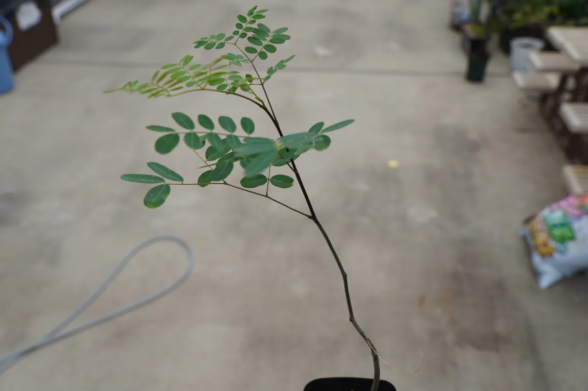 Delonix decaryi (デロニクス デカリー)