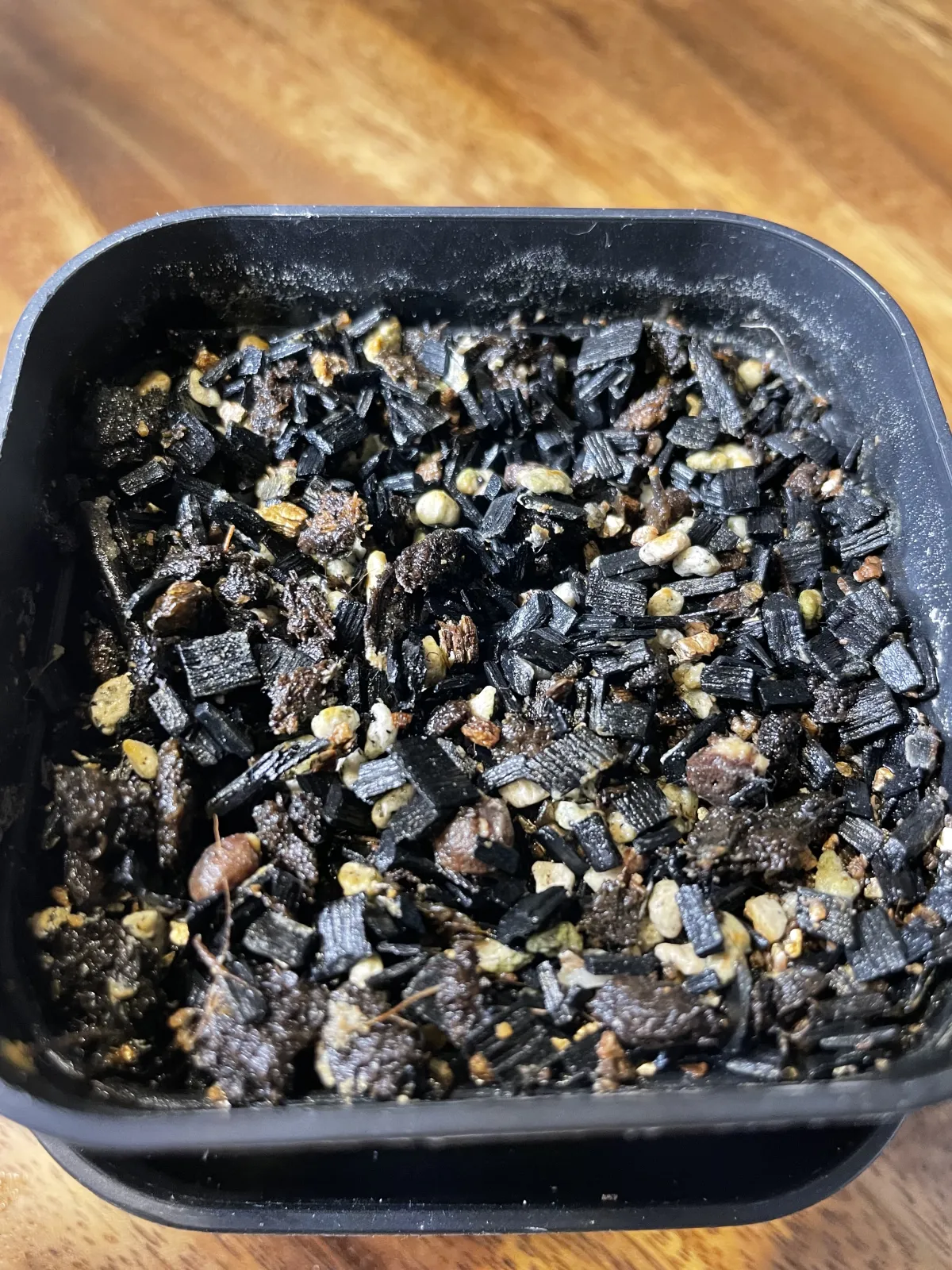 Operculicarya pachypus (オペルクリカリア パキプス)