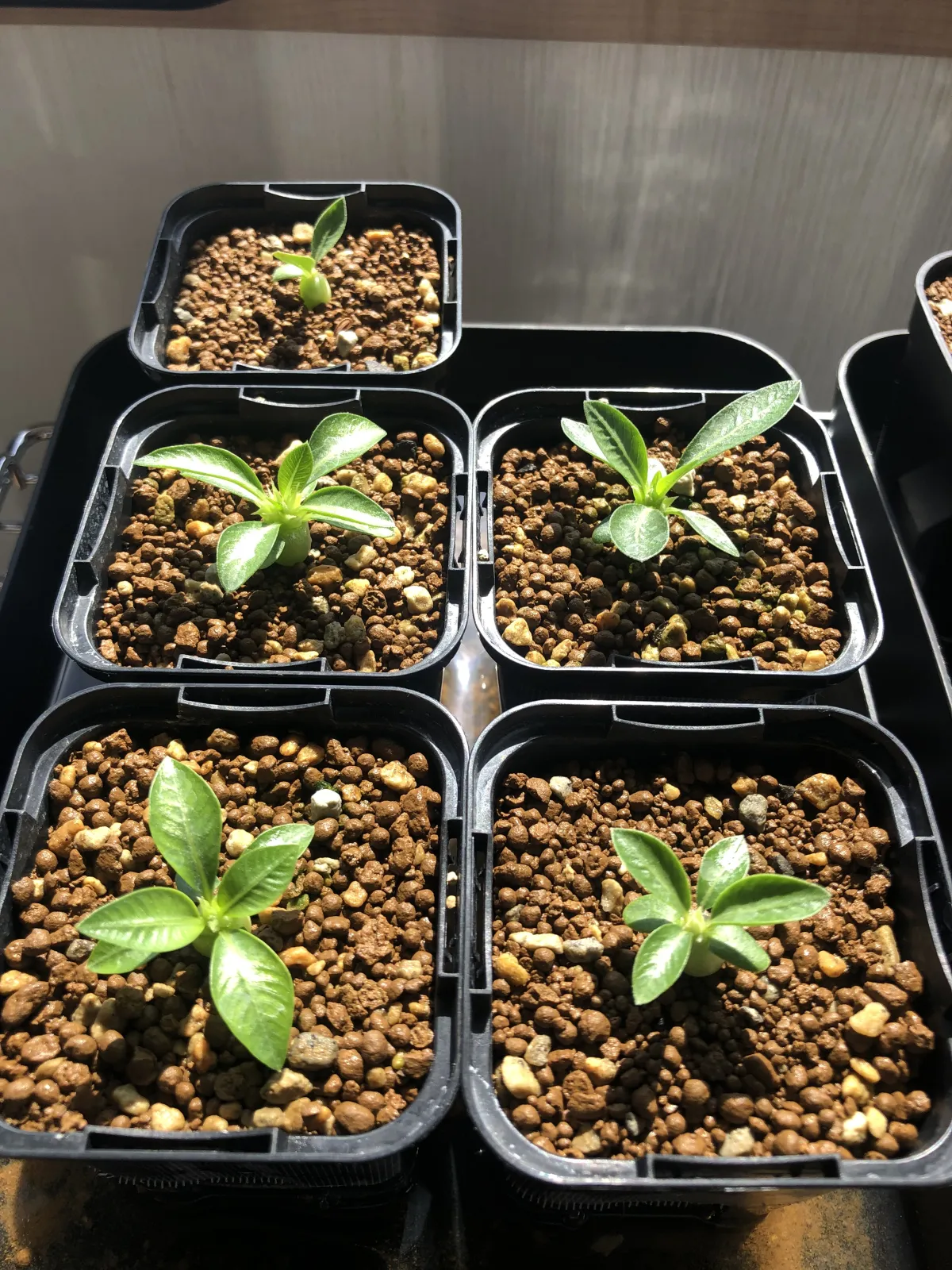 Pachypodium brevicaule subsp. leucoxanthum (パキポディウム レウコキサンツム)