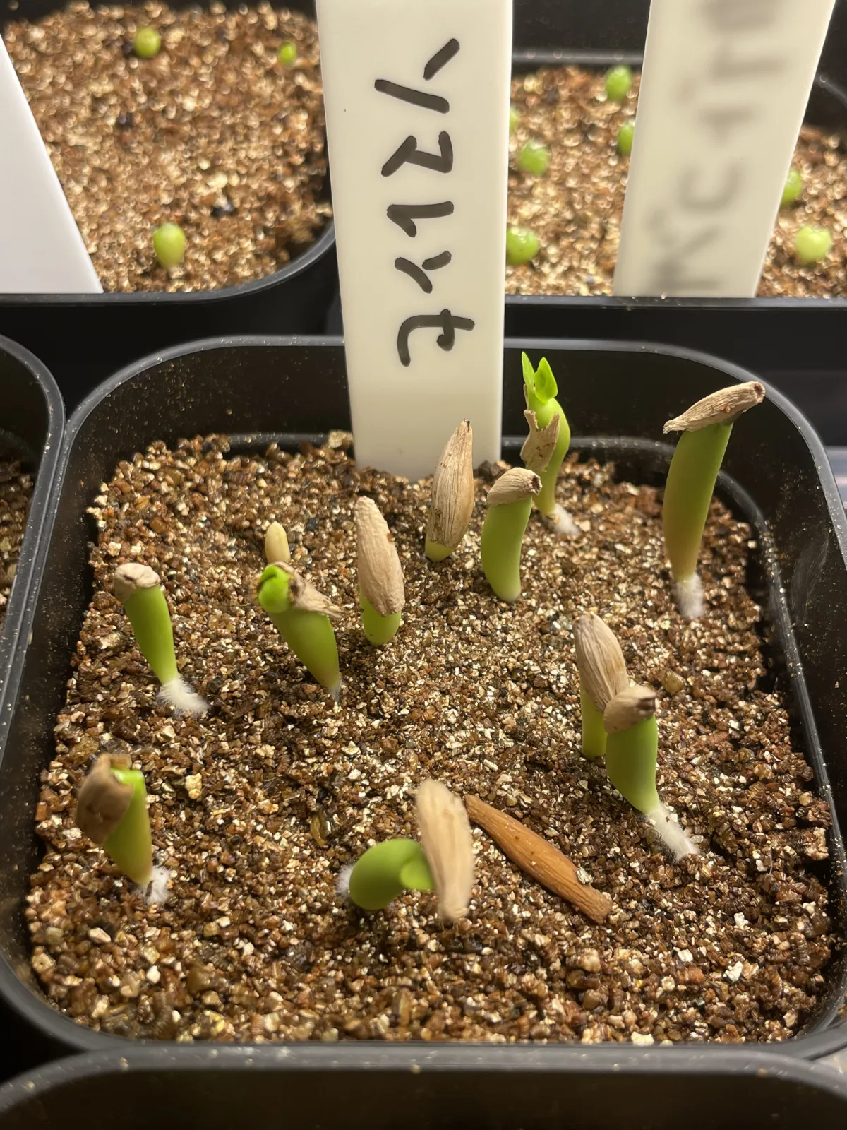 Adenium somalense (アデニウム ソマレンセ)