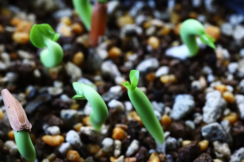 Adenium arabicum (アデニウム エイリアン)