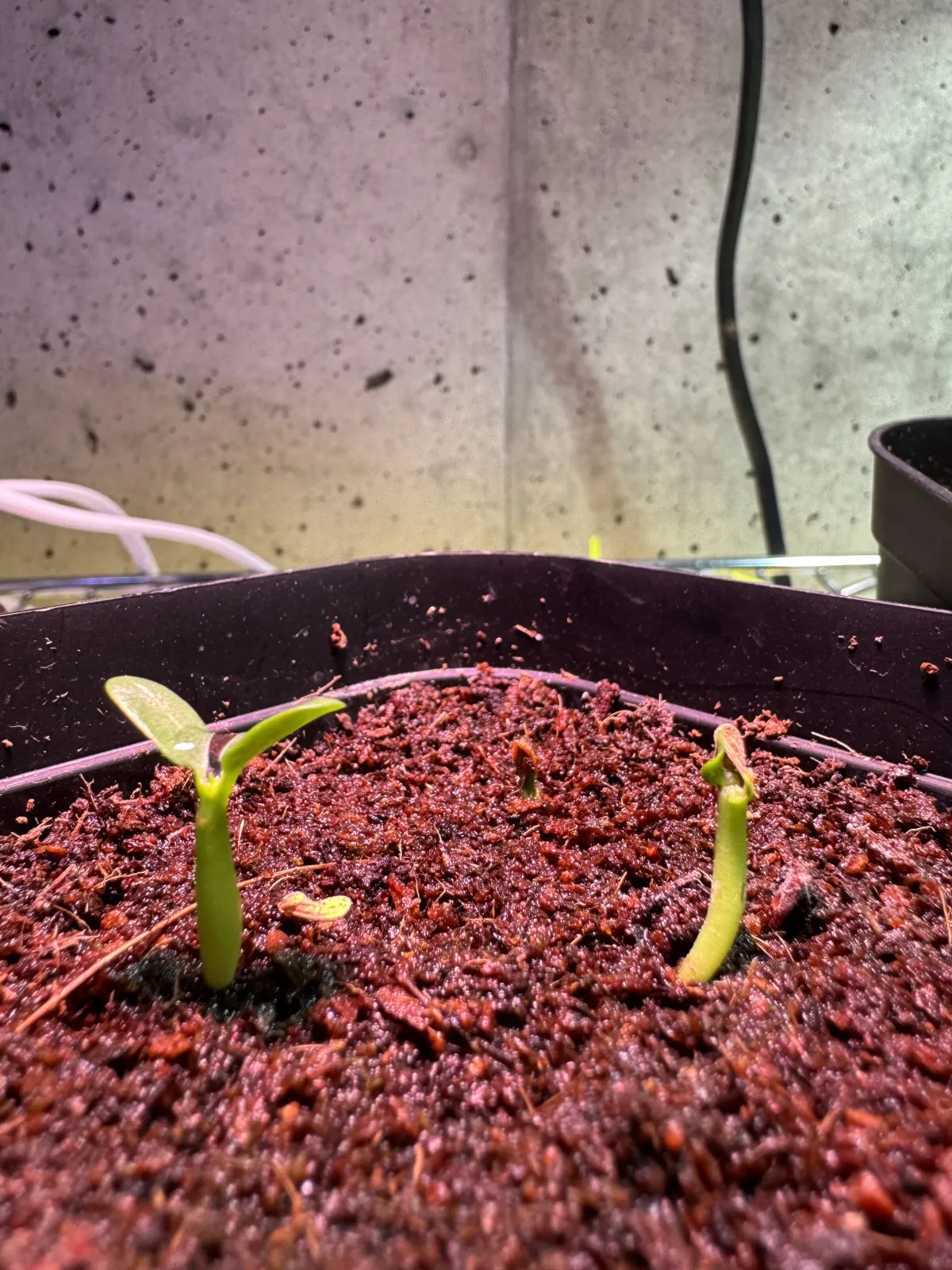 Pachypodium densiflorum var. brevicalyx (パキポディウム ブレビカリックス)