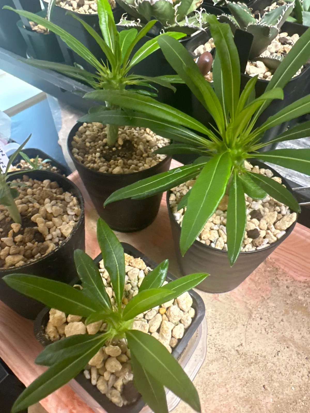 Pachypodium menabeum (パキポディウム メナベウム)