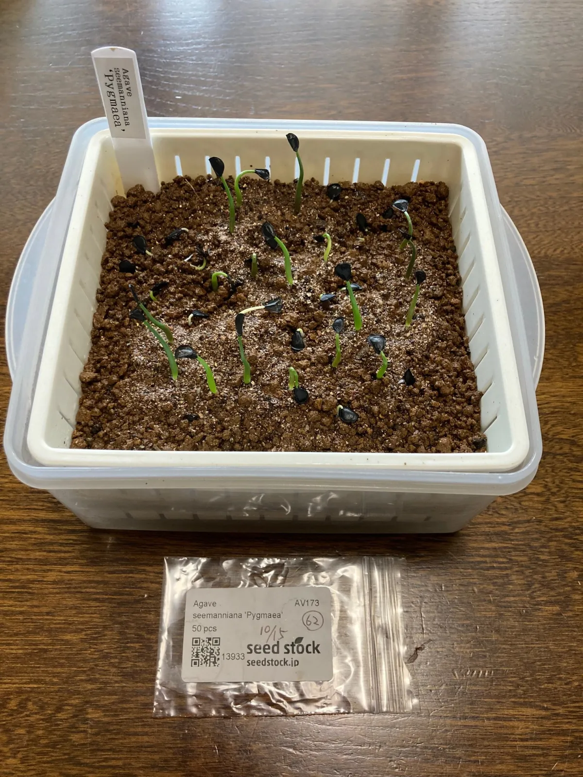 Agave seemanniana (アガベ ピグマエア)