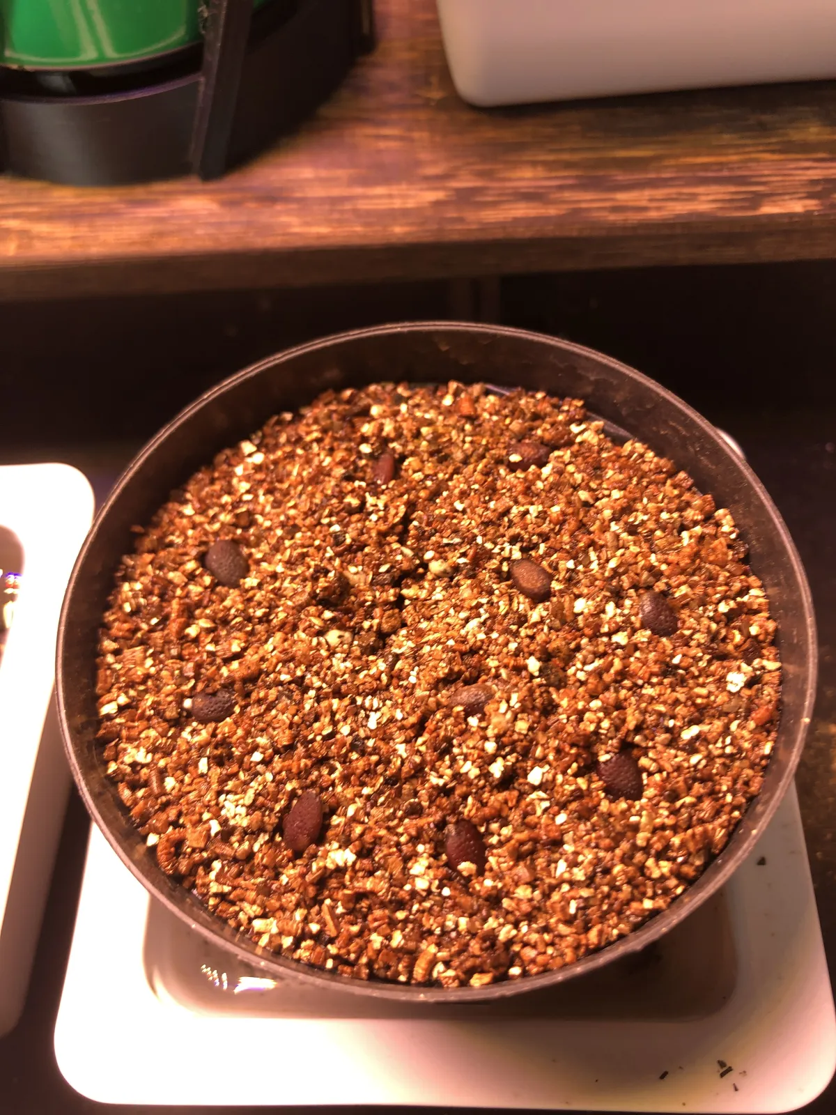 Adenia isaloensis (アデニア イサロエンシス)