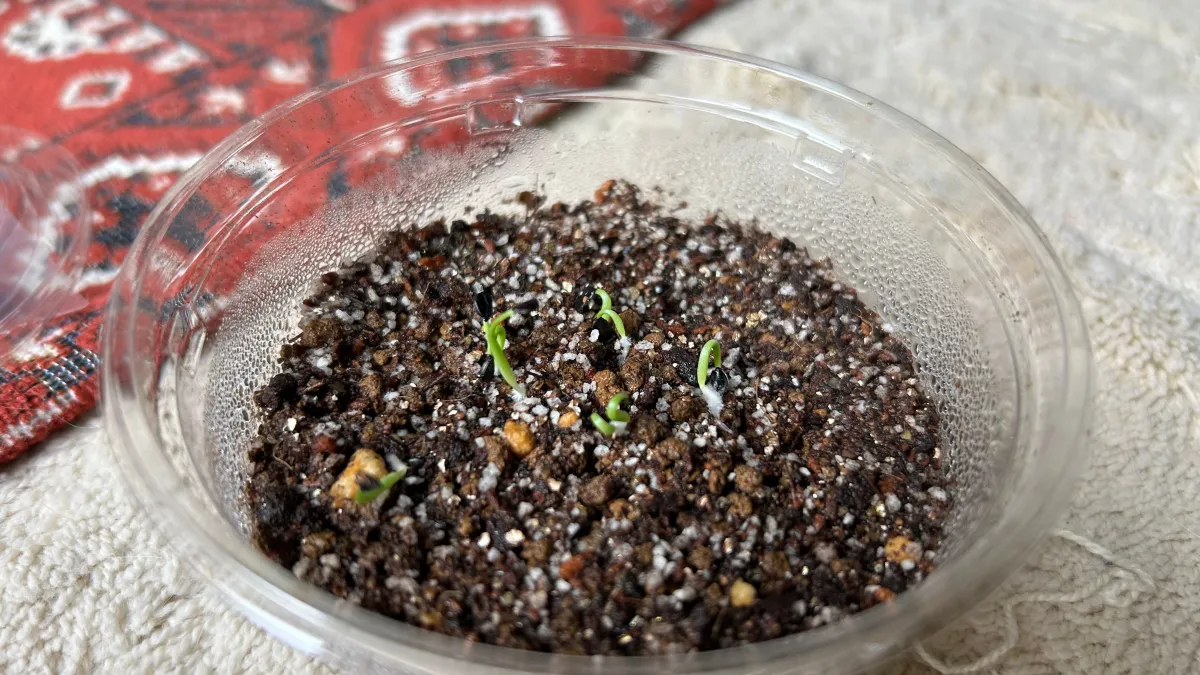 Agave vilmoriniana (アガベ ビルモリニアナ)