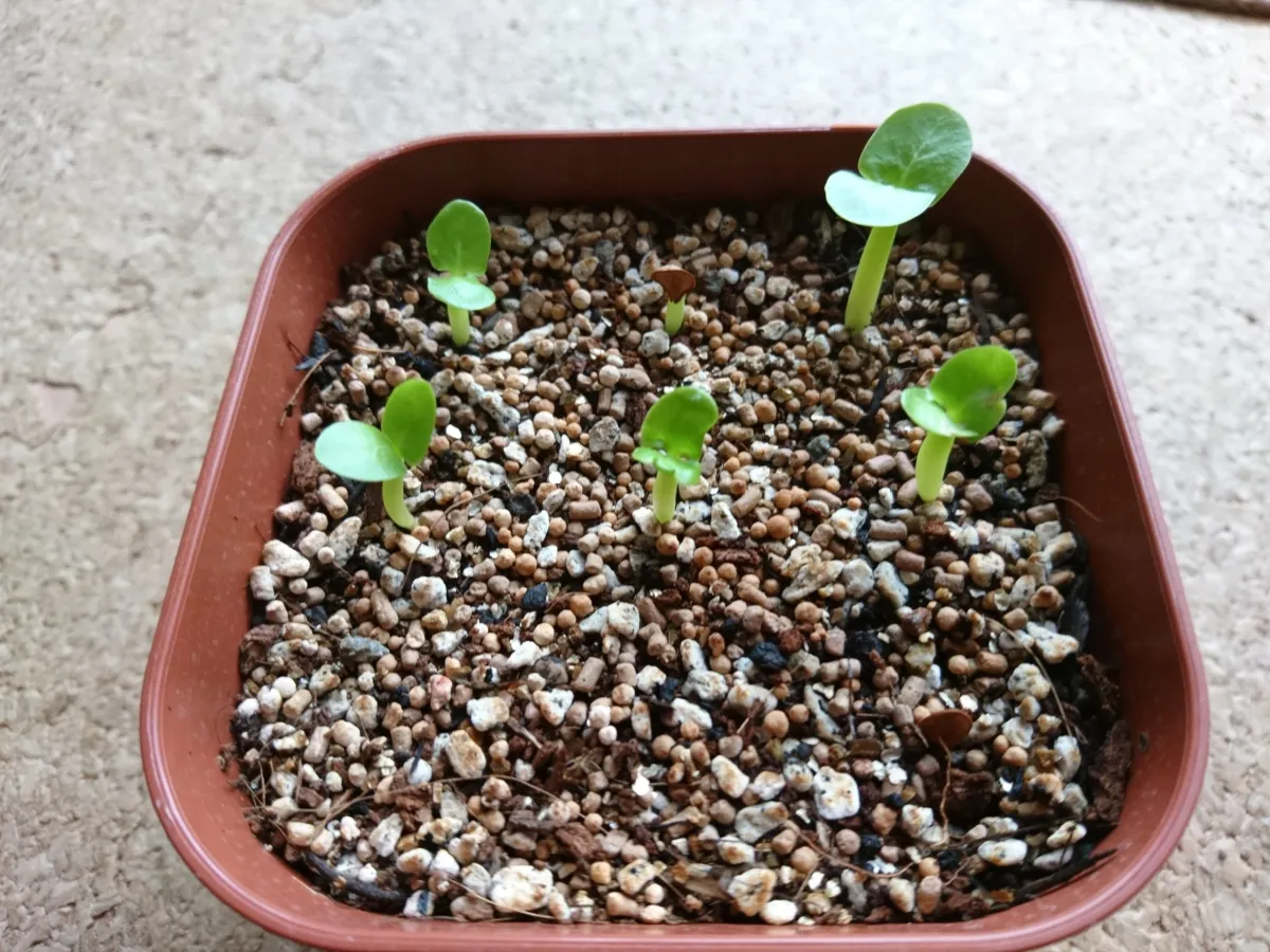 Pachypodium saundersii (パキポディウム サンデルシー 白馬城)