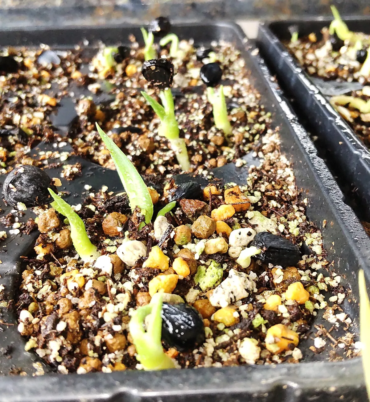 Yucca carnerosana (ユッカ カルネロサーナ)