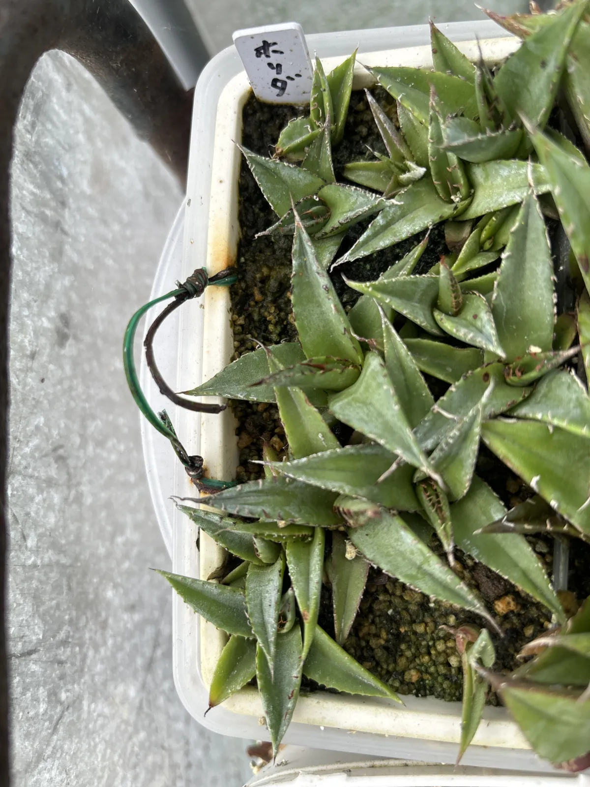 Agave horrida ssp. horrida (アガベ ホリダ)