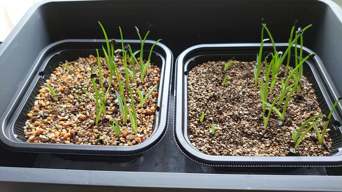 Agave parryi var. truncata (アガベ パリー トランカータ)