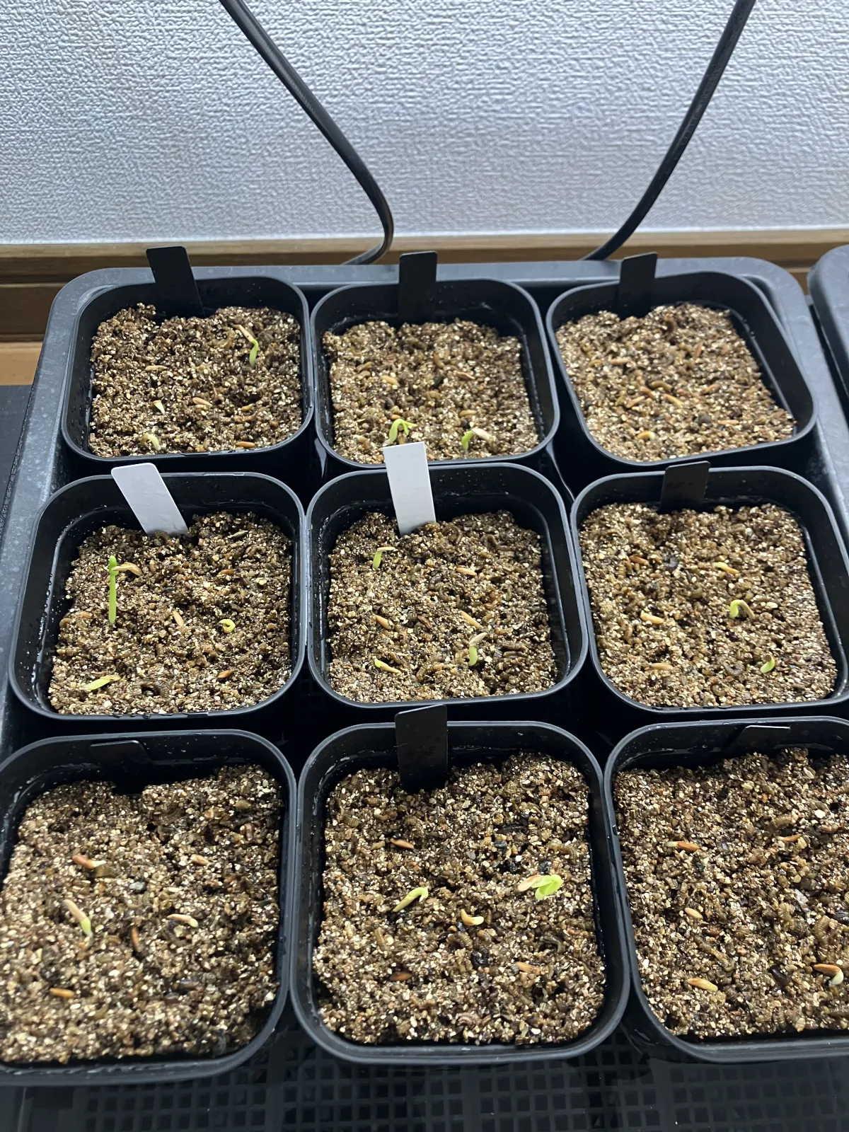 Pachypodium rosulatum var. gracilius (パキポディウム グラキリス)