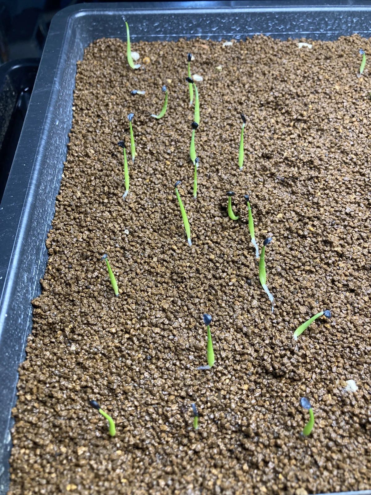 Agave utahensis var. eborispina 'Vegas' (アガベ エボリスピナ ヴェガス)