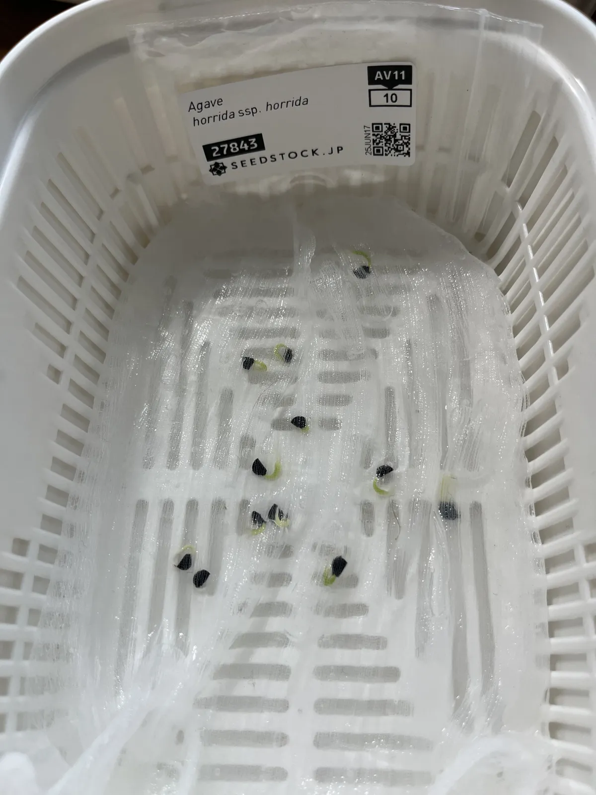 Agave horrida ssp. horrida (アガベ ホリダ)