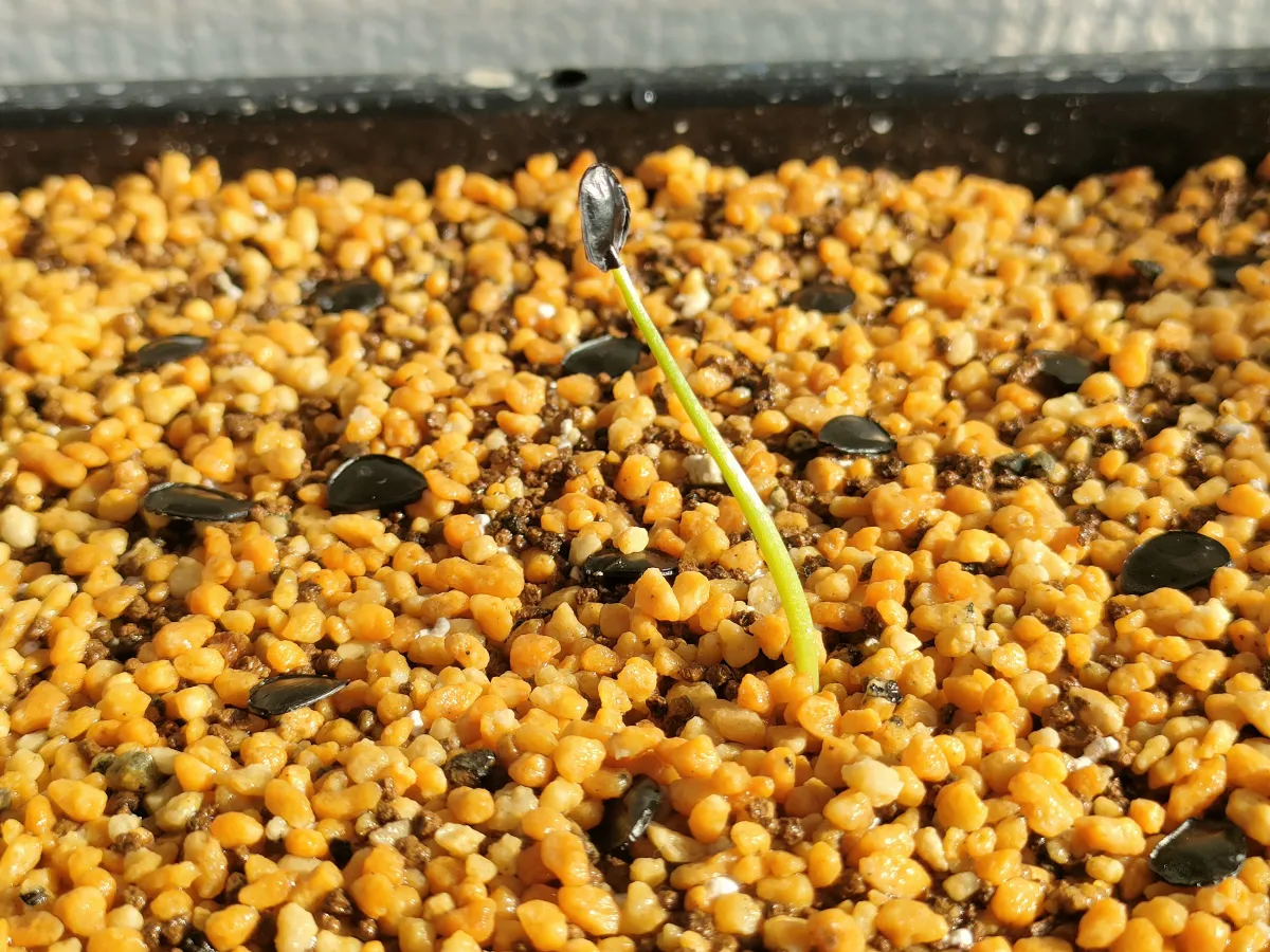 [チャレンジ種子] アガベ シャウィ（発芽難） Agave shawii subsp. shawii (発芽難)