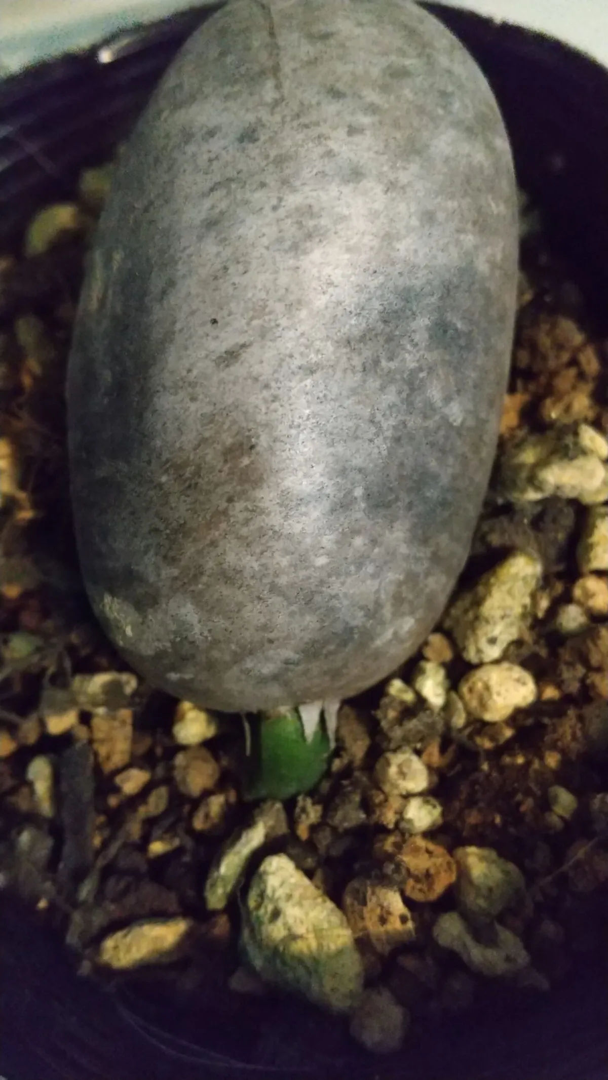 Macrozamia macdonnellii (マクロザミア マクドンネリー)