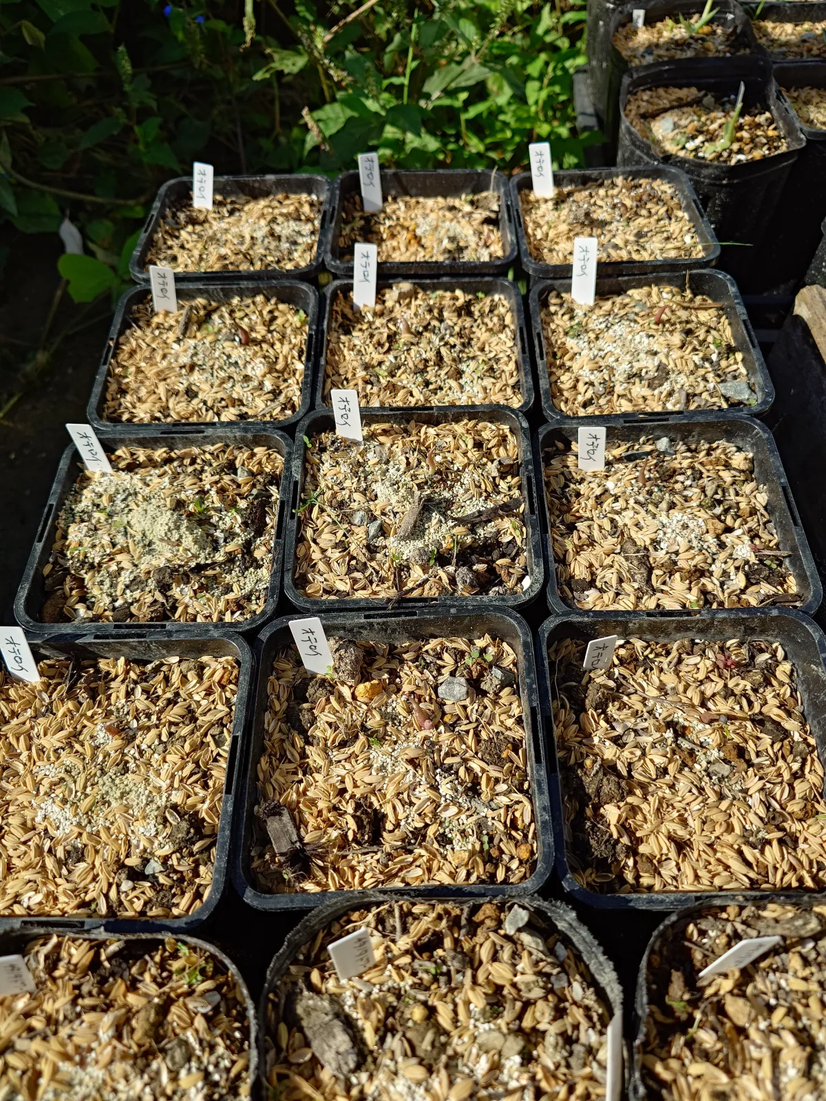 Agave oteroi (アガベ オテロイ)