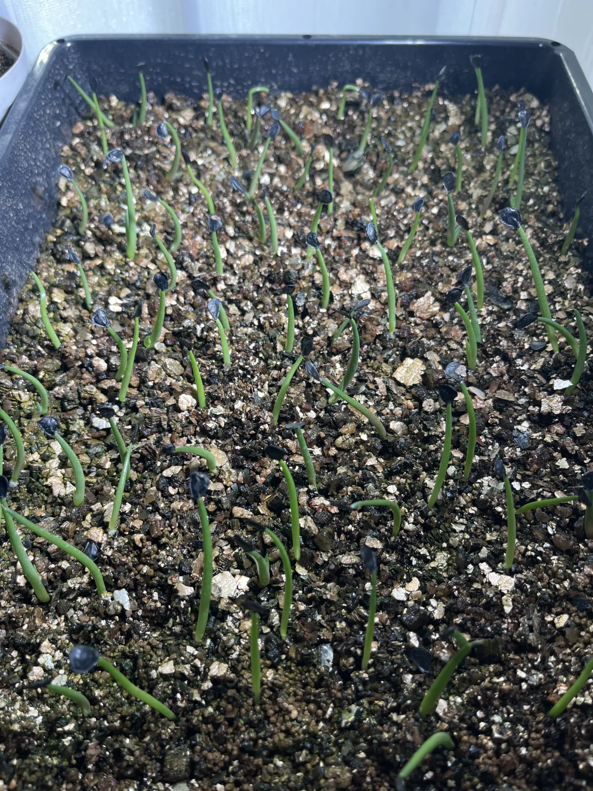 Agave parryi var. truncata (アガベ パリー トランカータ)