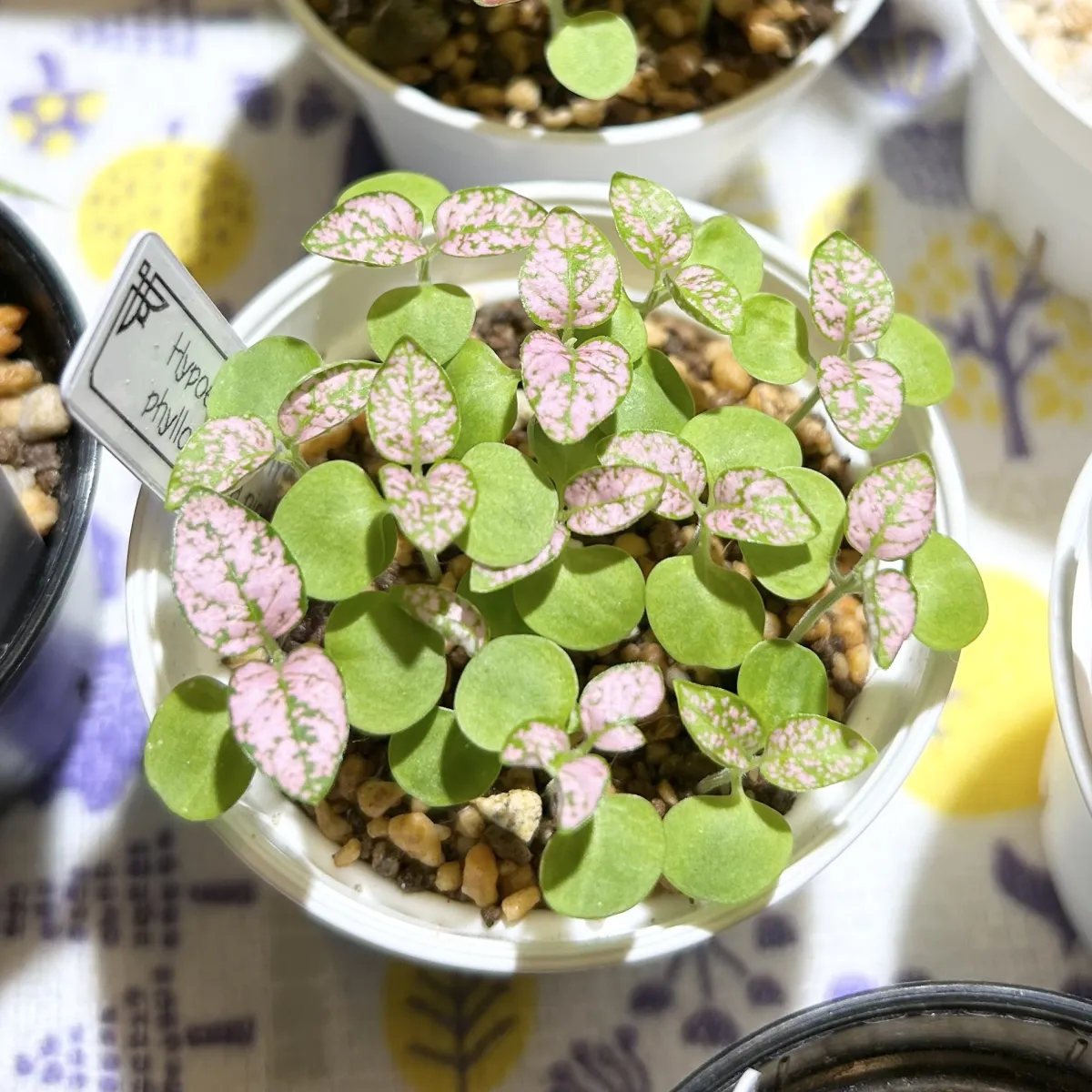 Hypoestes phyllostachya Pink (ヒポエステス フィロスタキア ピンク)