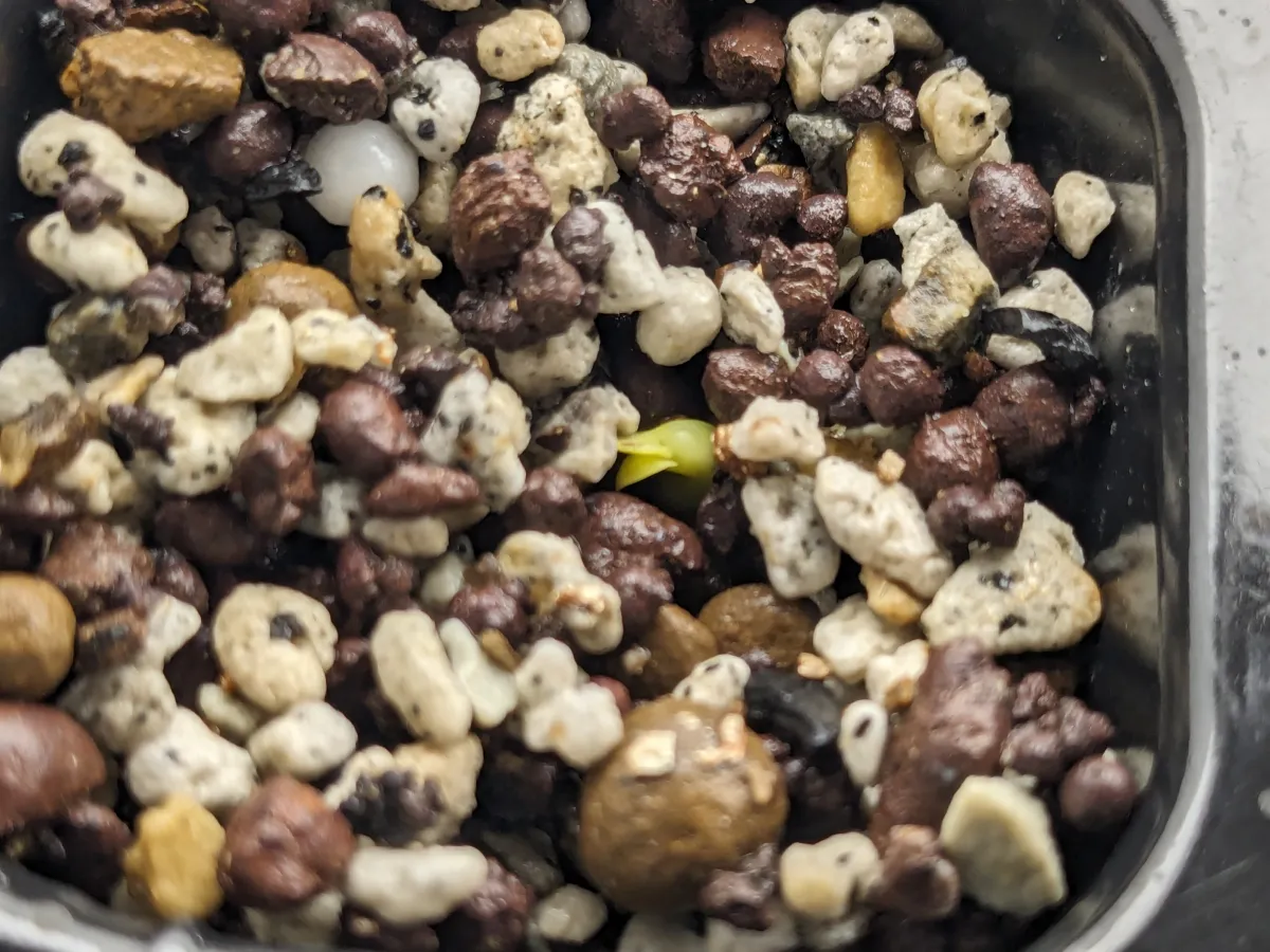 Pachypodium rosulatum ssp. cactipes (パキポディウム カクチペス)