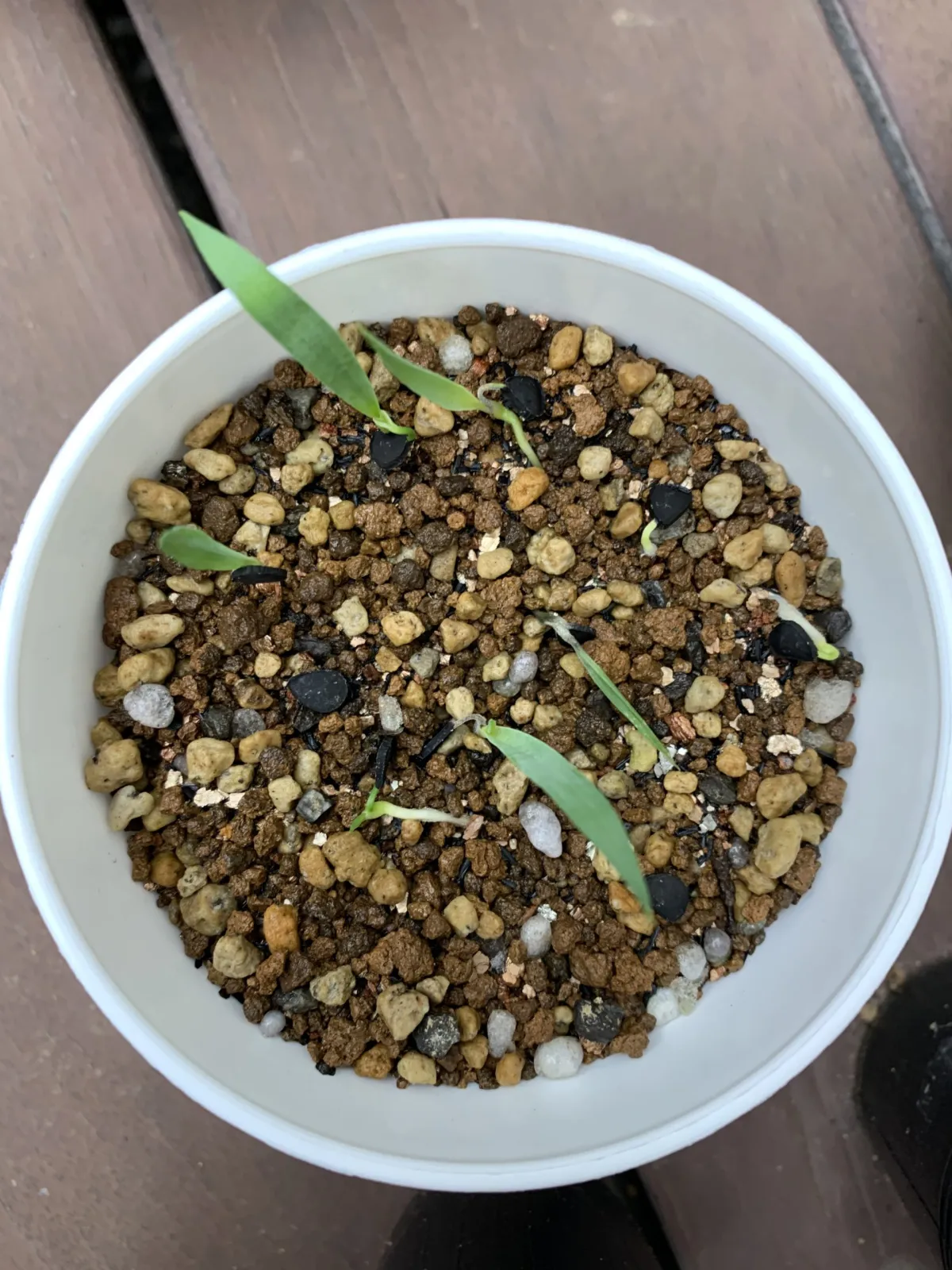 Yucca thompsoniana (ユッカ トンプソニアーナ)