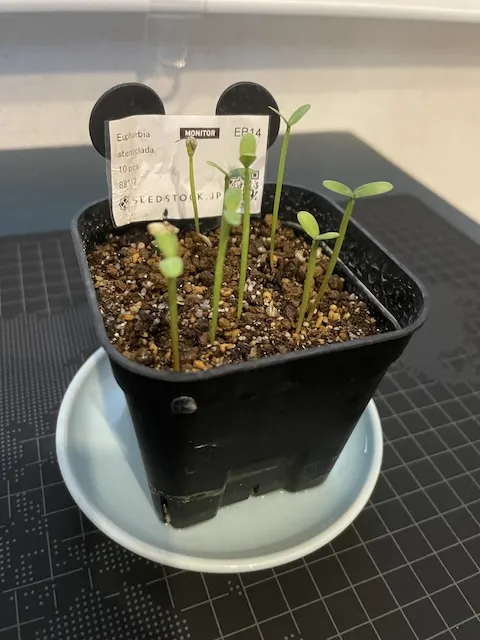 Euphorbia stenoclada subsp. stenoclada (ユーフォルビア ステノクラーダ)