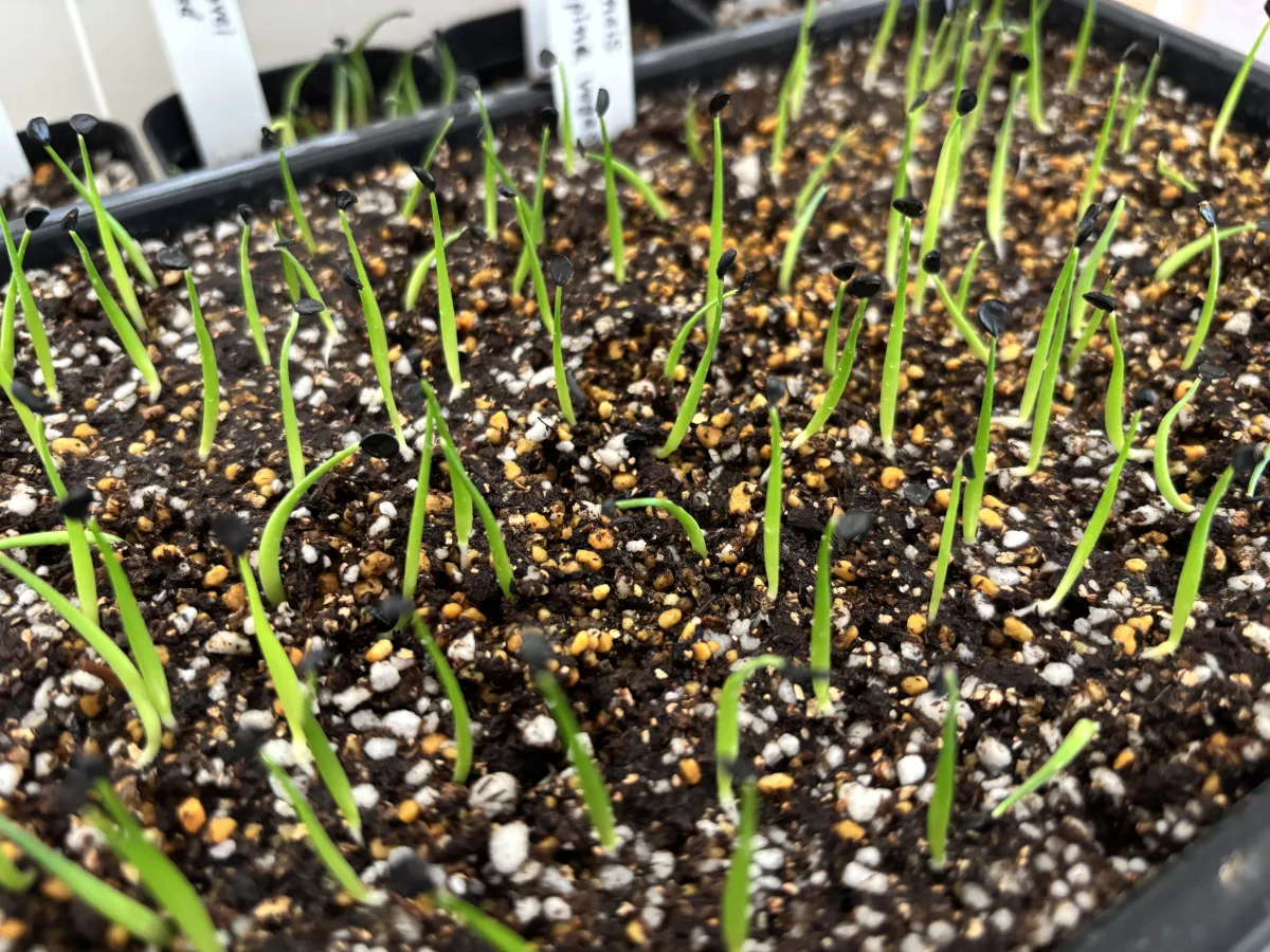 Agave utahensis var. eborispina (アガベ エボリスピナ)