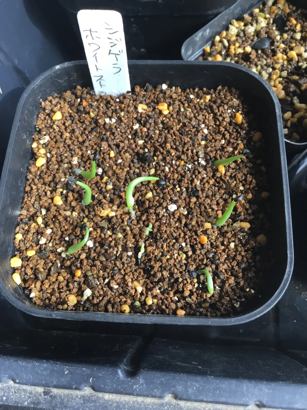 Agave schidigera White Stripe (アガベ シジゲラ ホワイトストライプ)