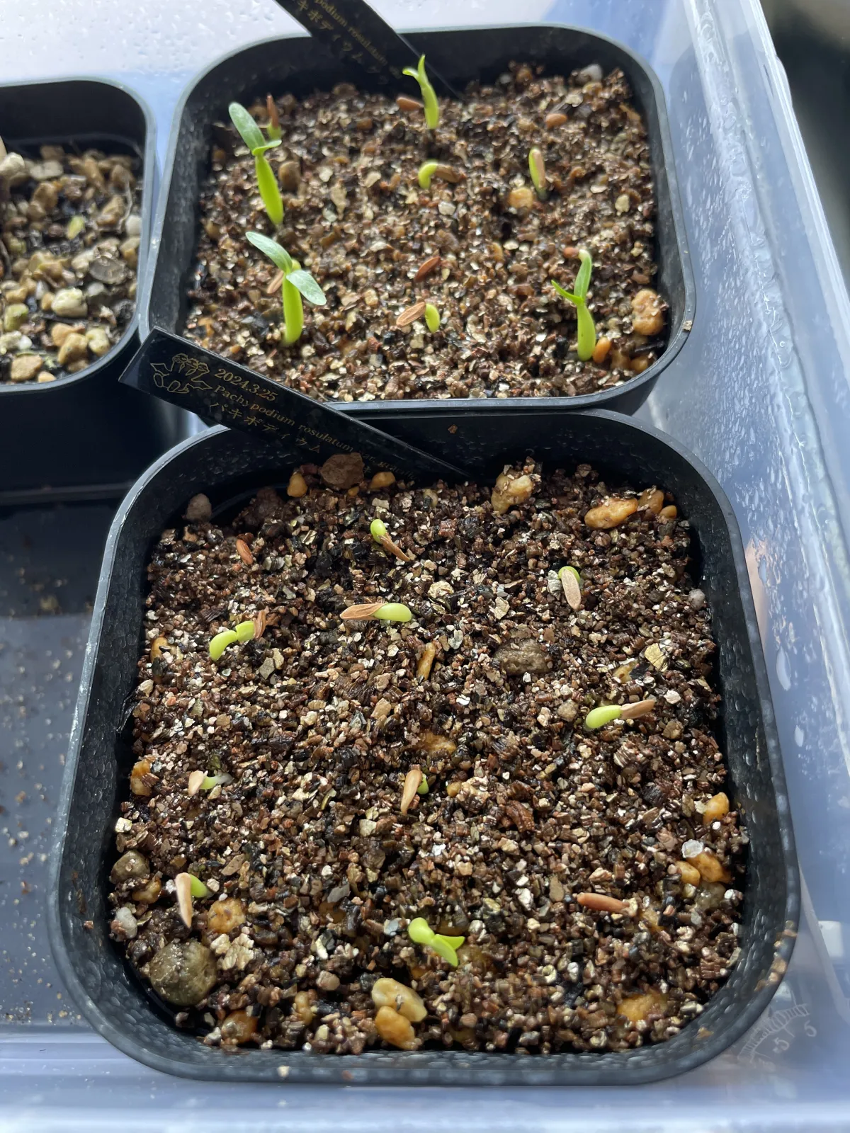 Pachypodium rosulatum var. gracilius (パキポディウム グラキリス)