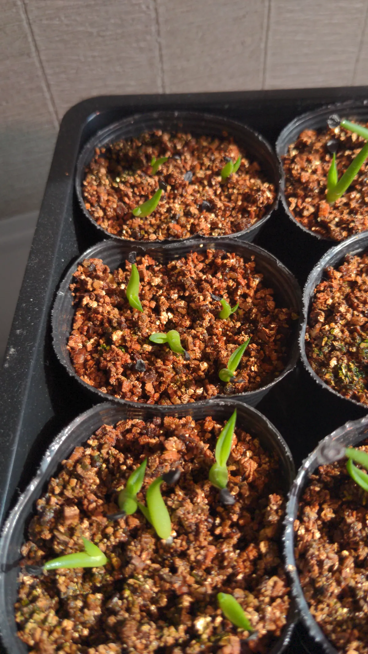 Agave victoriae-reginae ssp. swobodae 'Compacta' (アガベ スワボダエ コンパクタ‘’)