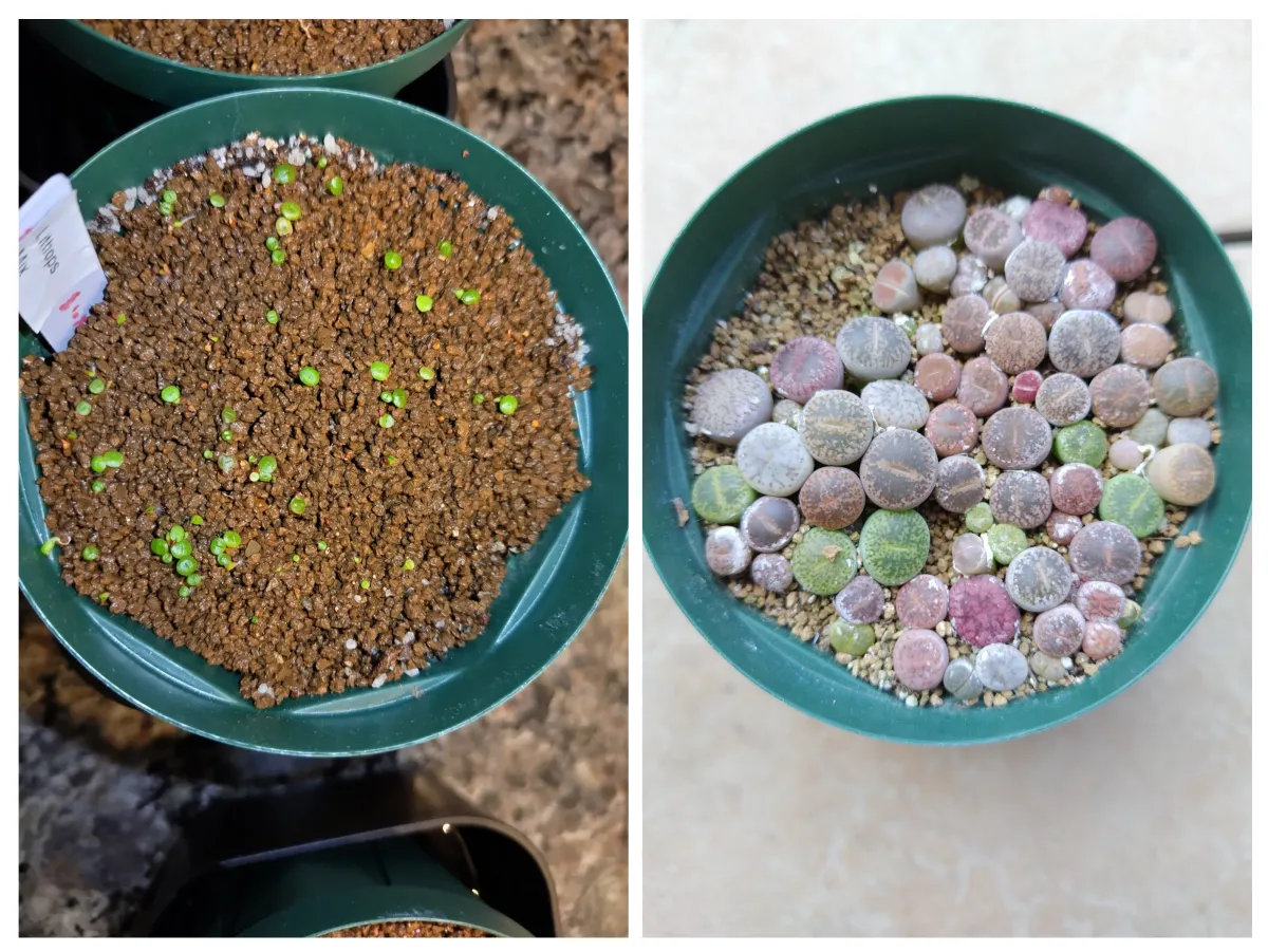 Lithops Mix (リトープス ミックス)