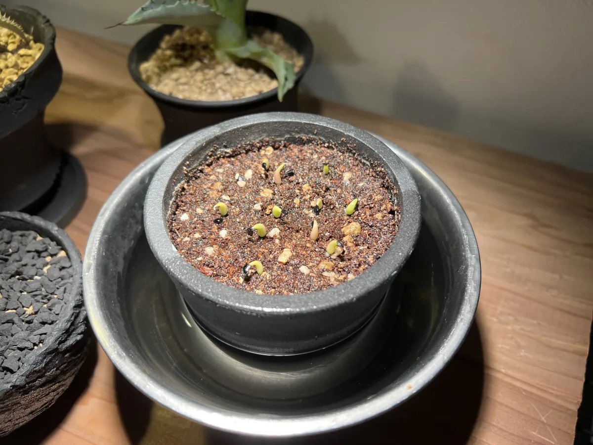 Agave oteroi (アガベ オテロイ)