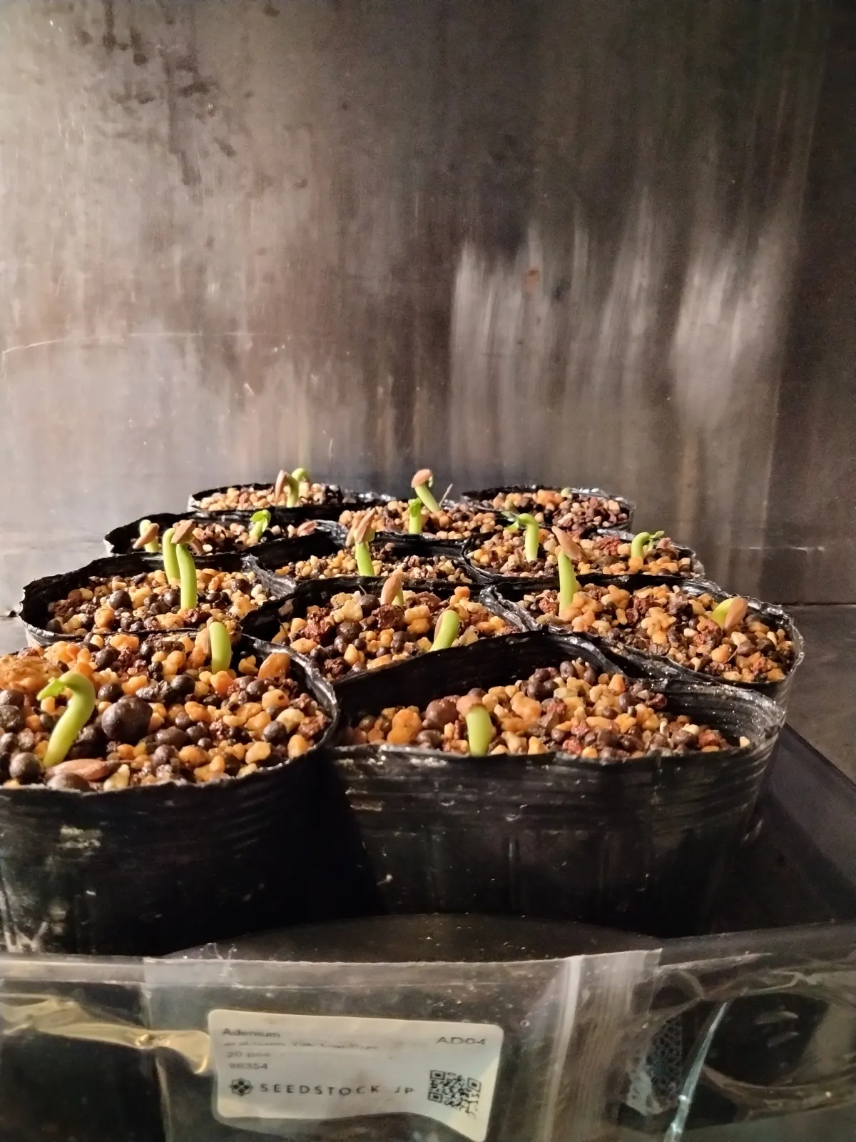 Adenium arabicum (アデニウム アラビカム)