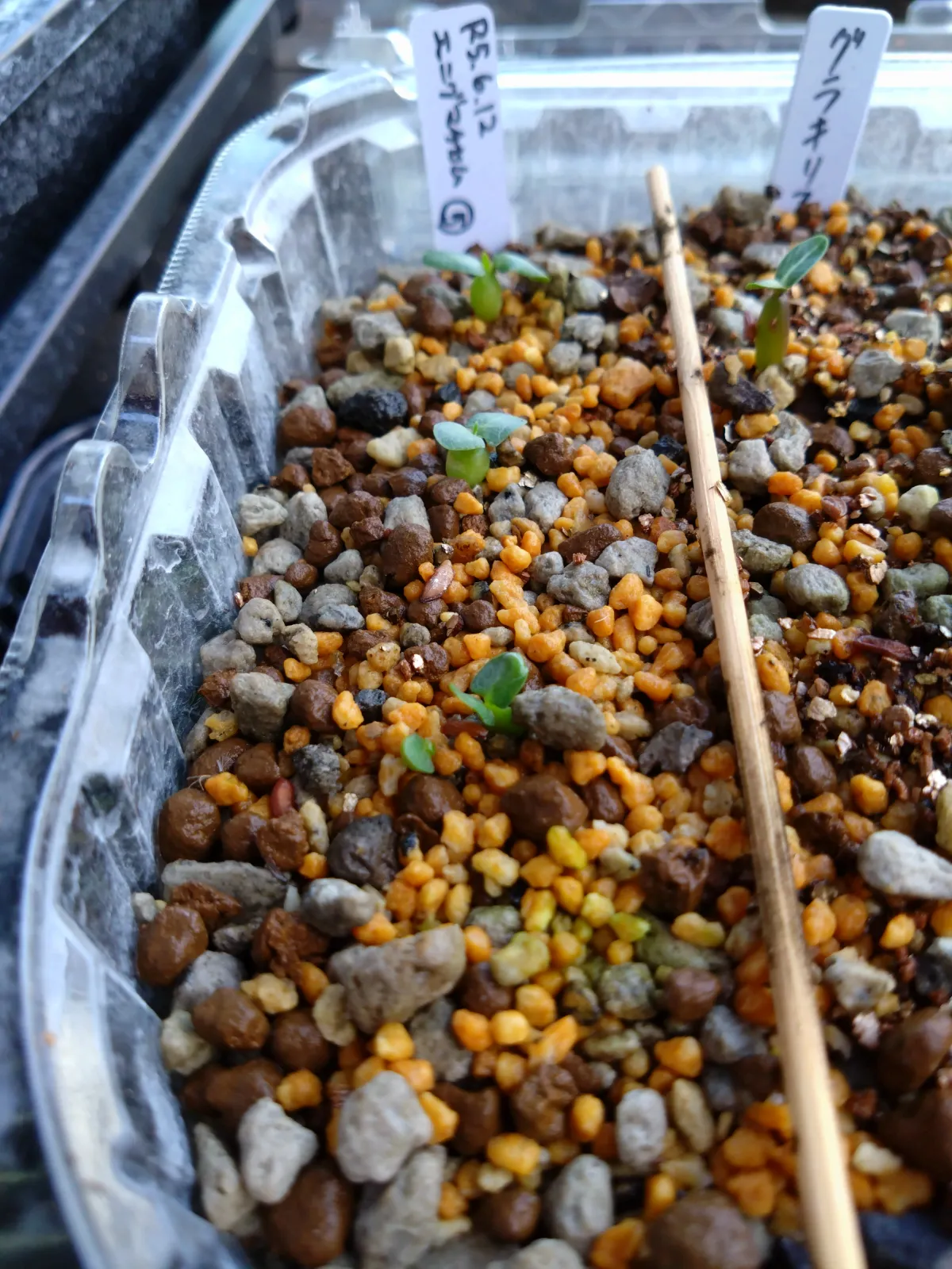 Pachypodium enigmaticum (パキポディウム エニグマチカム)