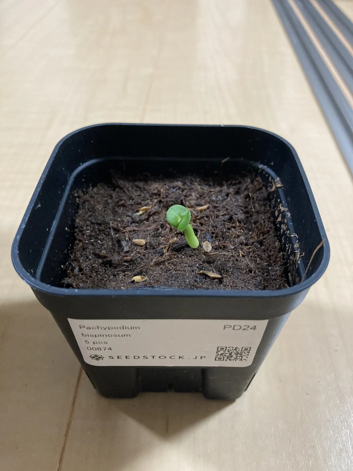 Pachypodium bispinosum (パキポディウム ビスピノーサム)