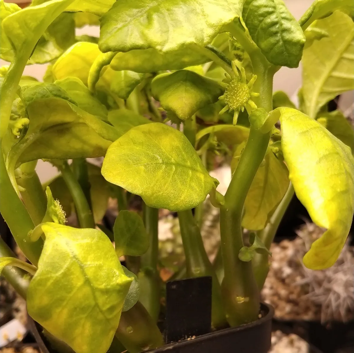 Dorstenia contrajerva (ドルステニア コントラエルバ)