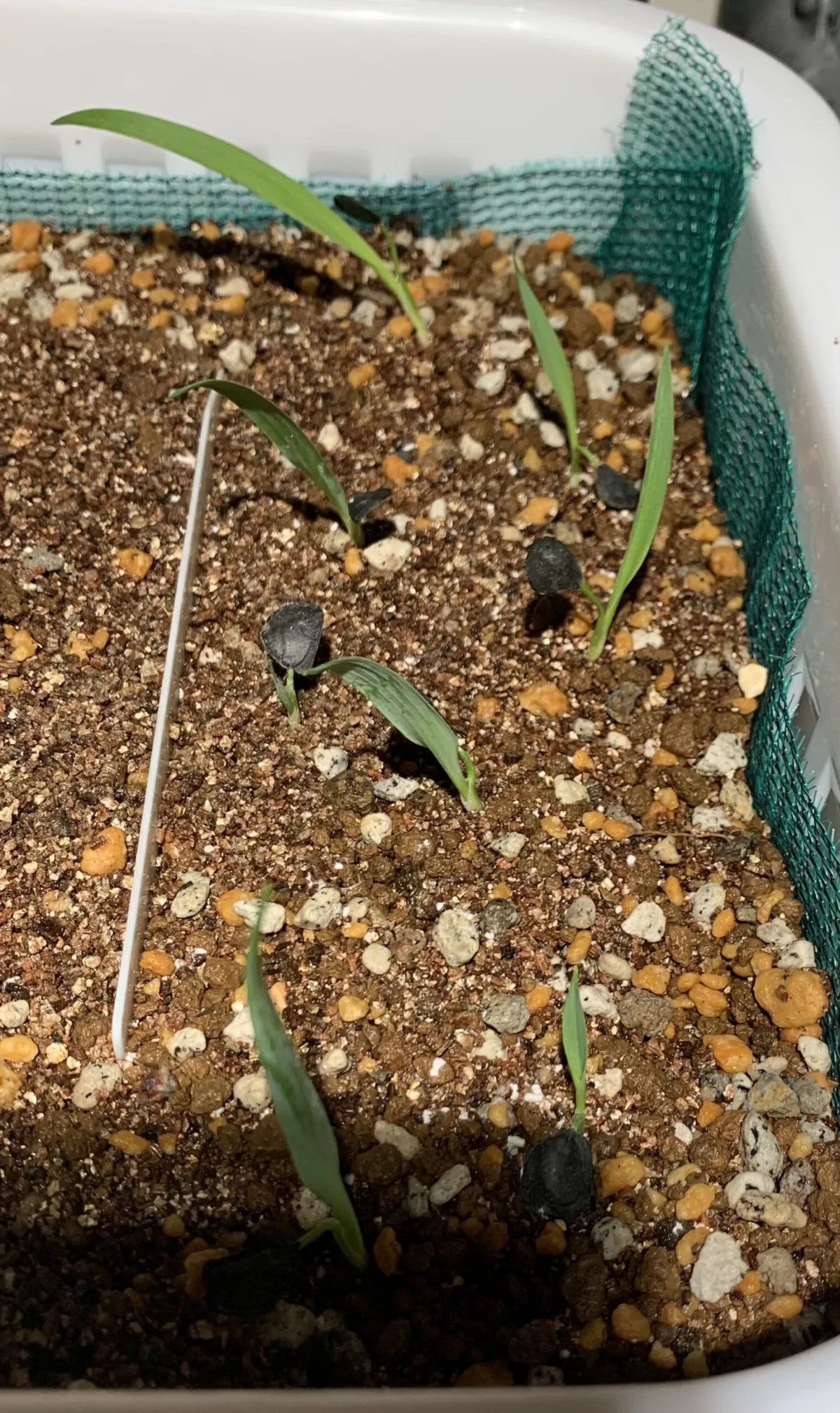 Yucca elata (ユッカ エラータ)