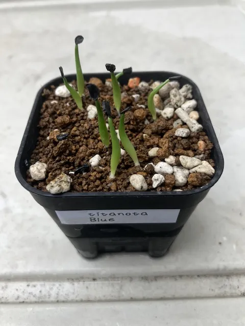 Agave titanota 'Blue' (アガベ チタノタブルー)