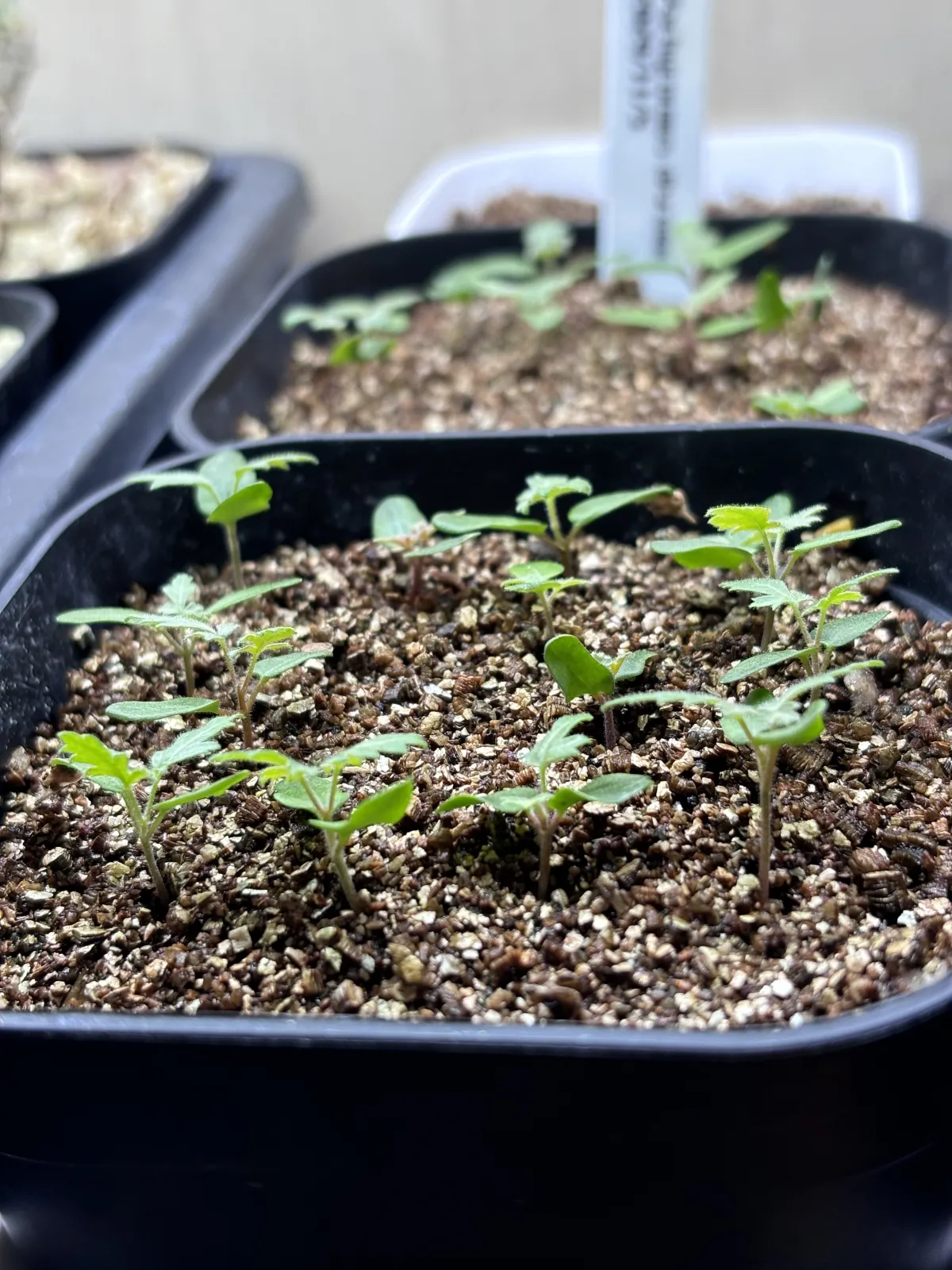 Pachycormus discolor (パキコルムス ディスカラー)