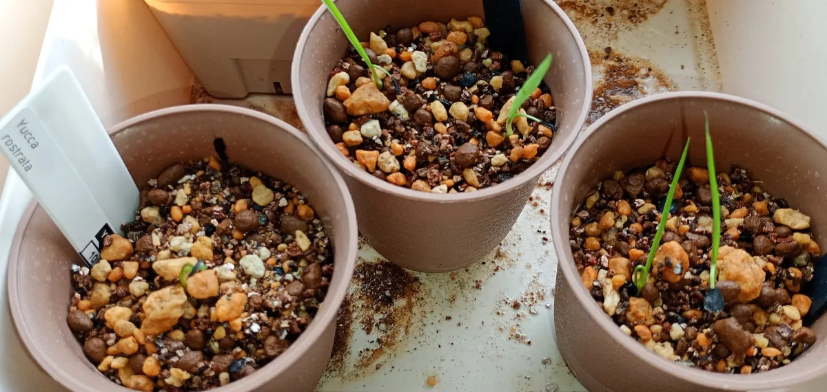 Yucca rostrata (ユッカ ロストラータ)