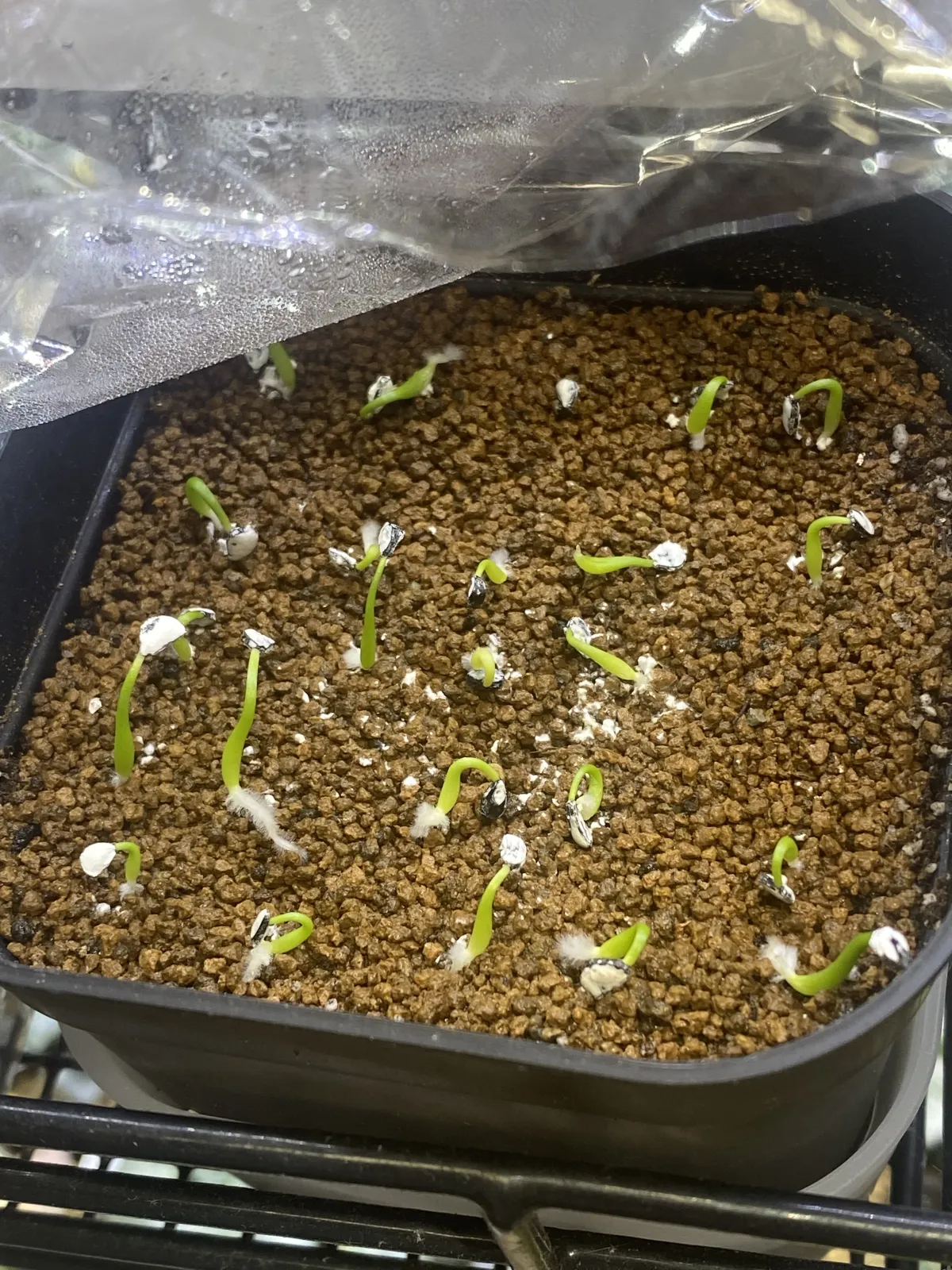 Agave utahensis var. eborispina 'Hayford' (アガベ エボリスピナ ヘイフォード)