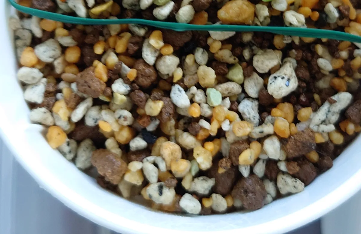 Hechtia sphaeroblasta (ヘクチア スファエロブラスタ)