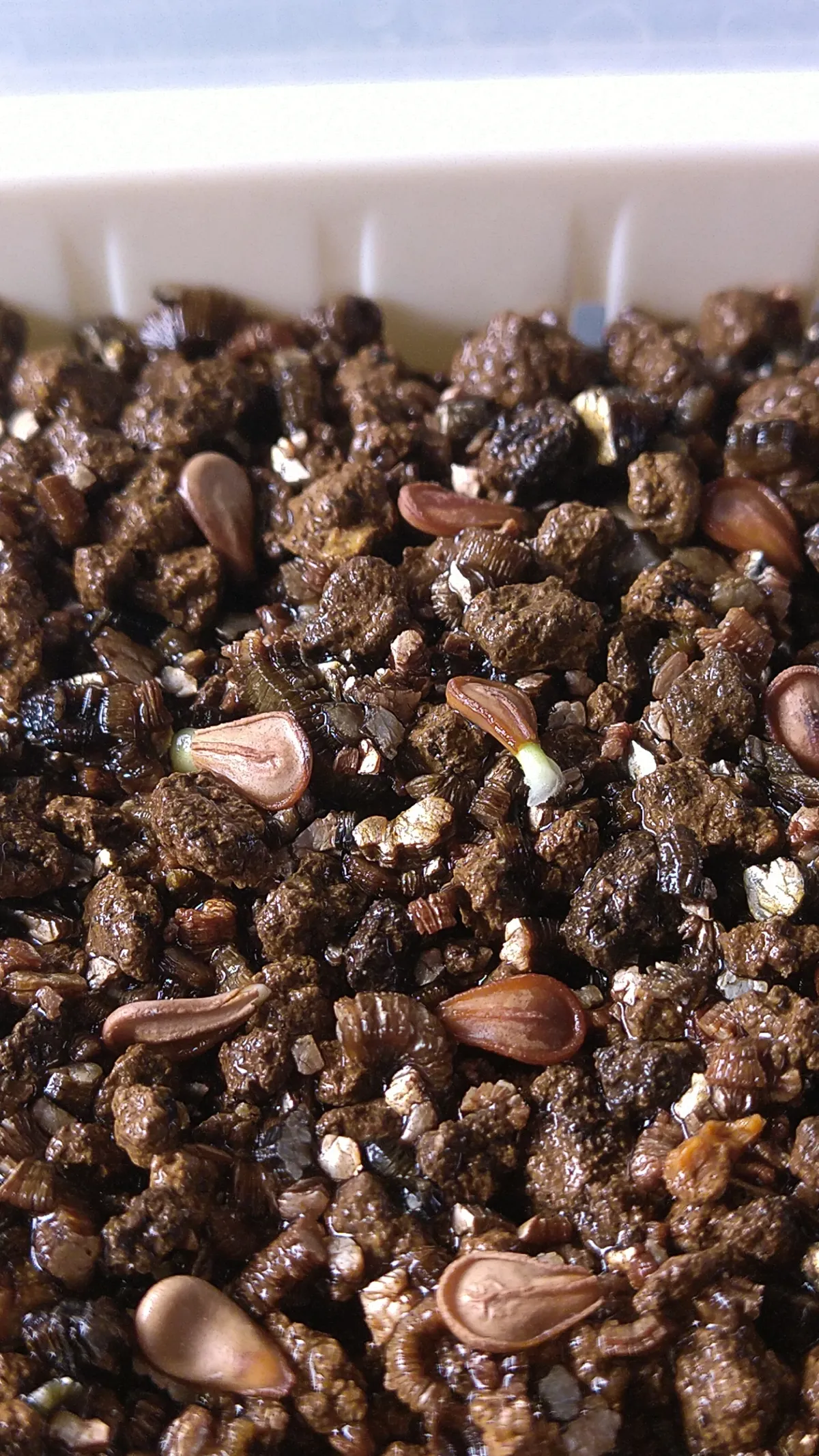 Pachypodium baronii (パキポディウム バロニー)