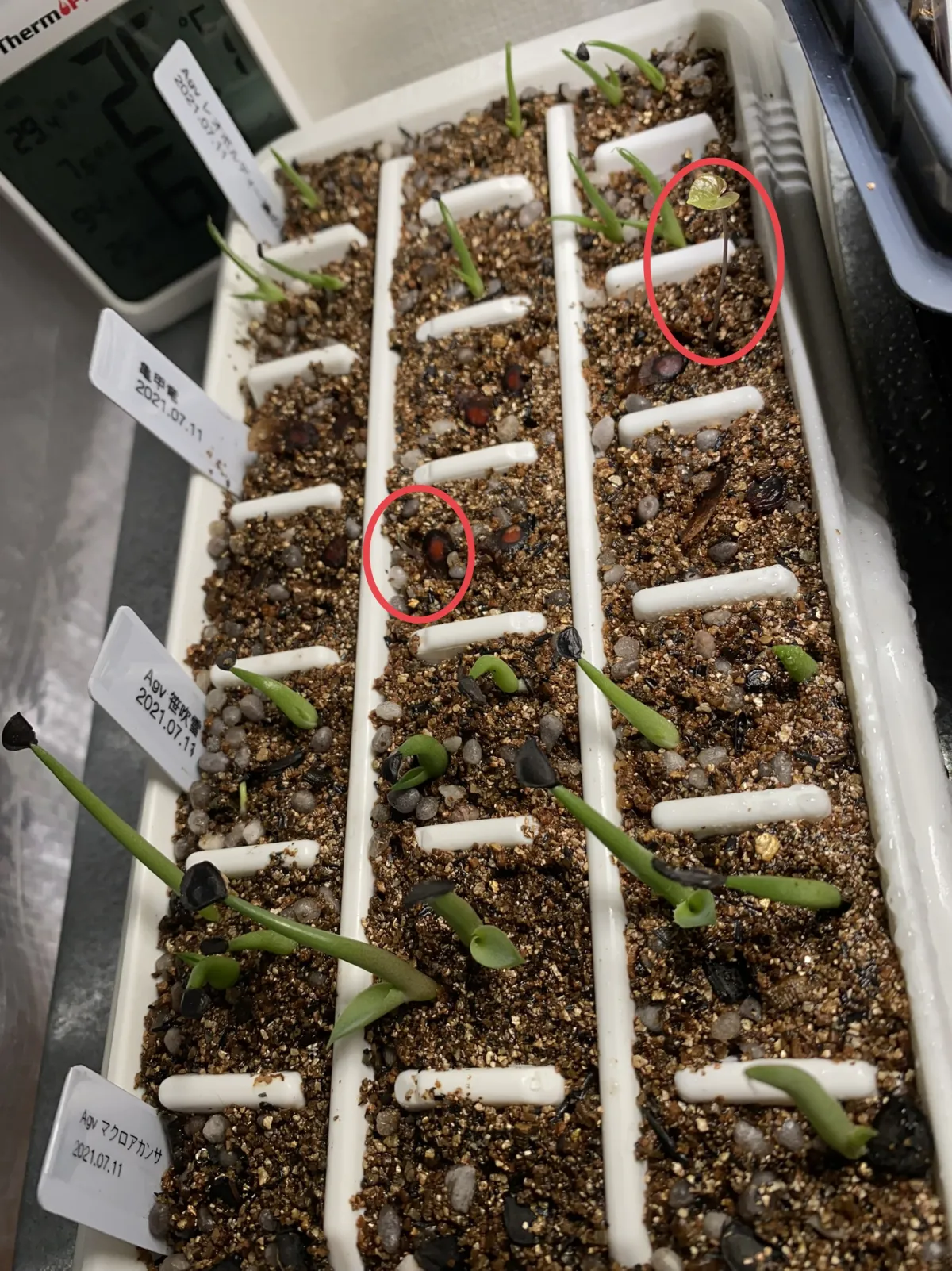 Dioscorea elephantipes (ディオスコレア エレファンティペス アフリカ亀甲竜)